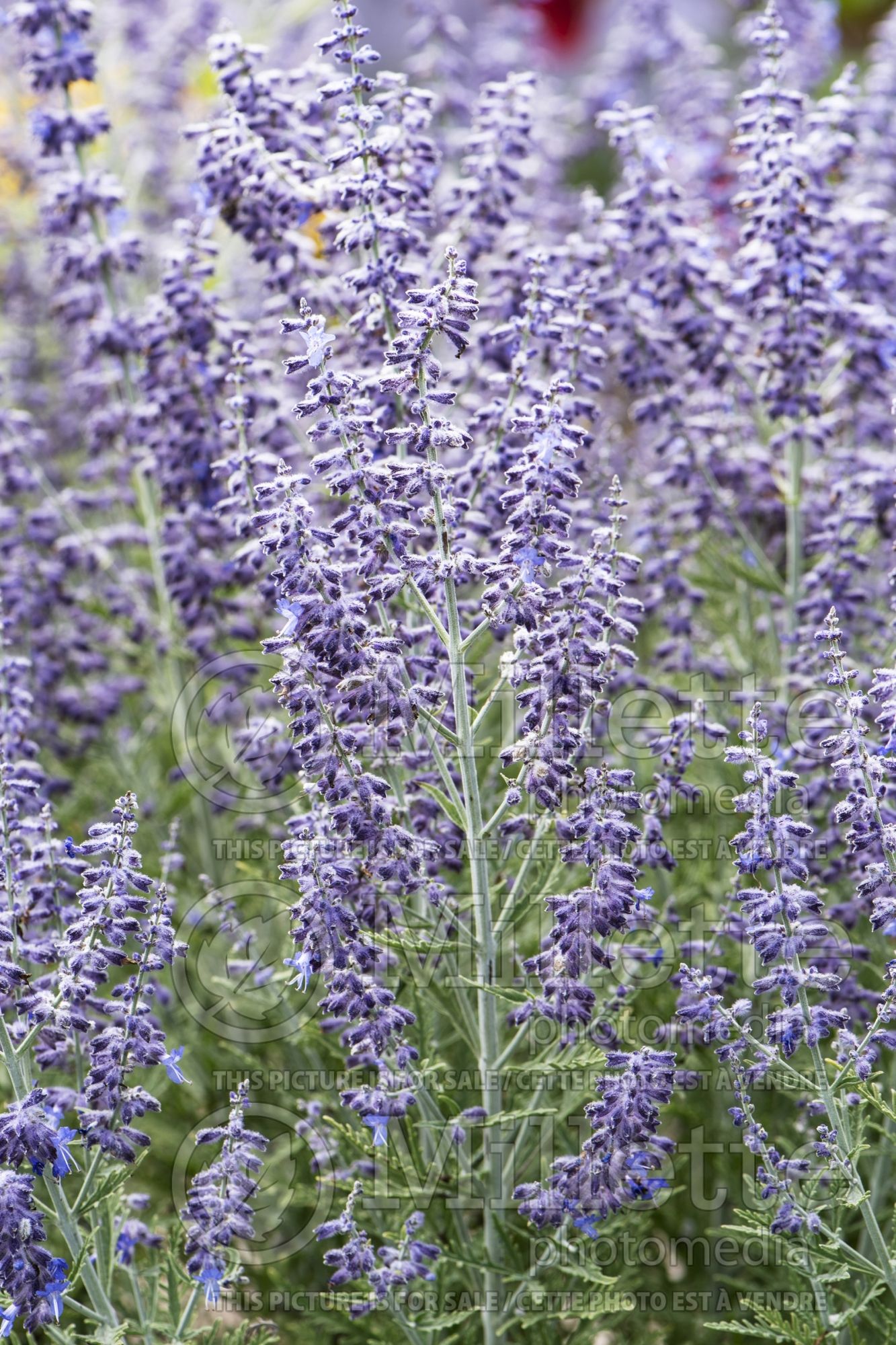 Perovskia Denim’n Lace (Russian sage) 2