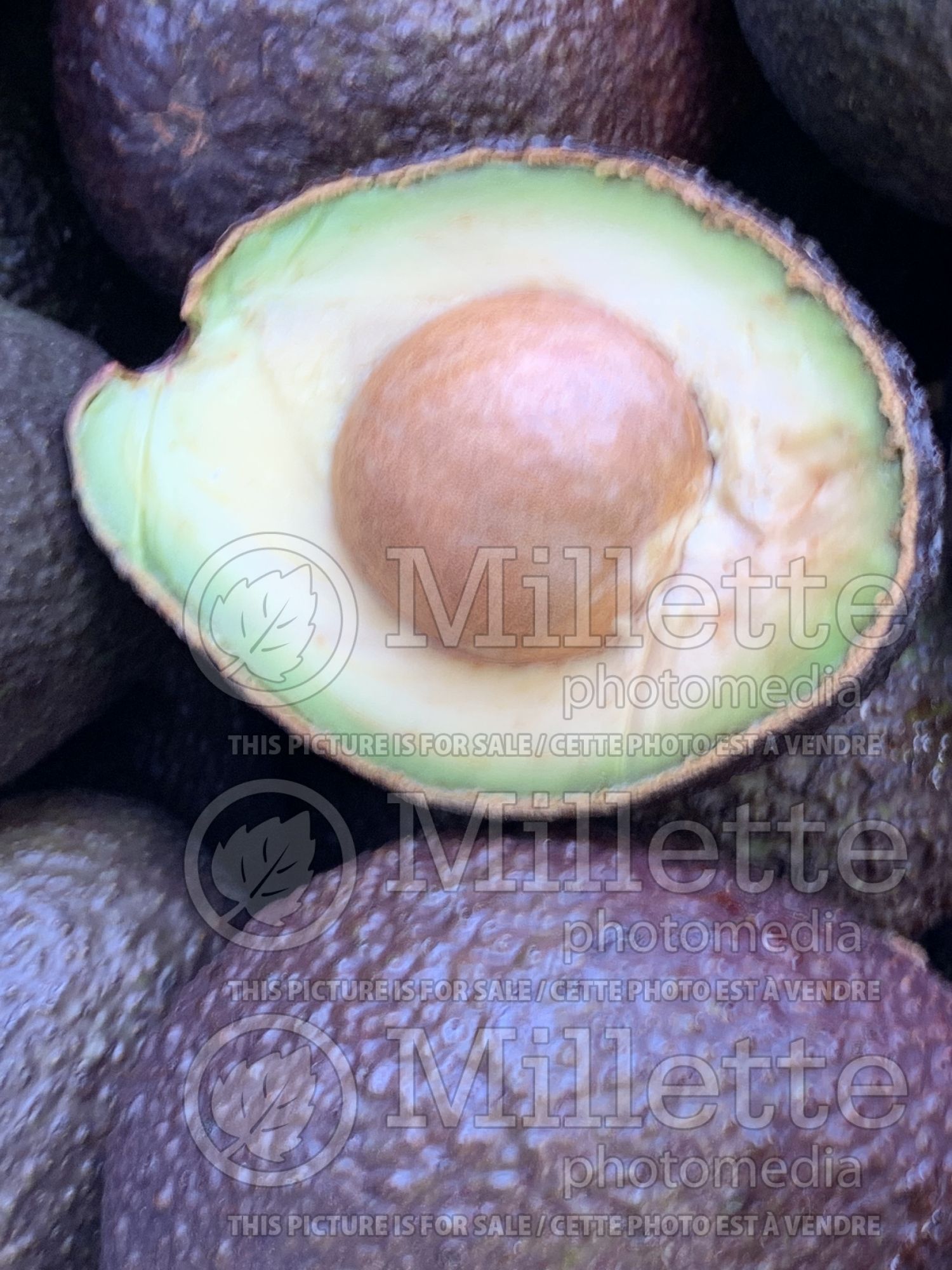 Persea americana (avocado) 1