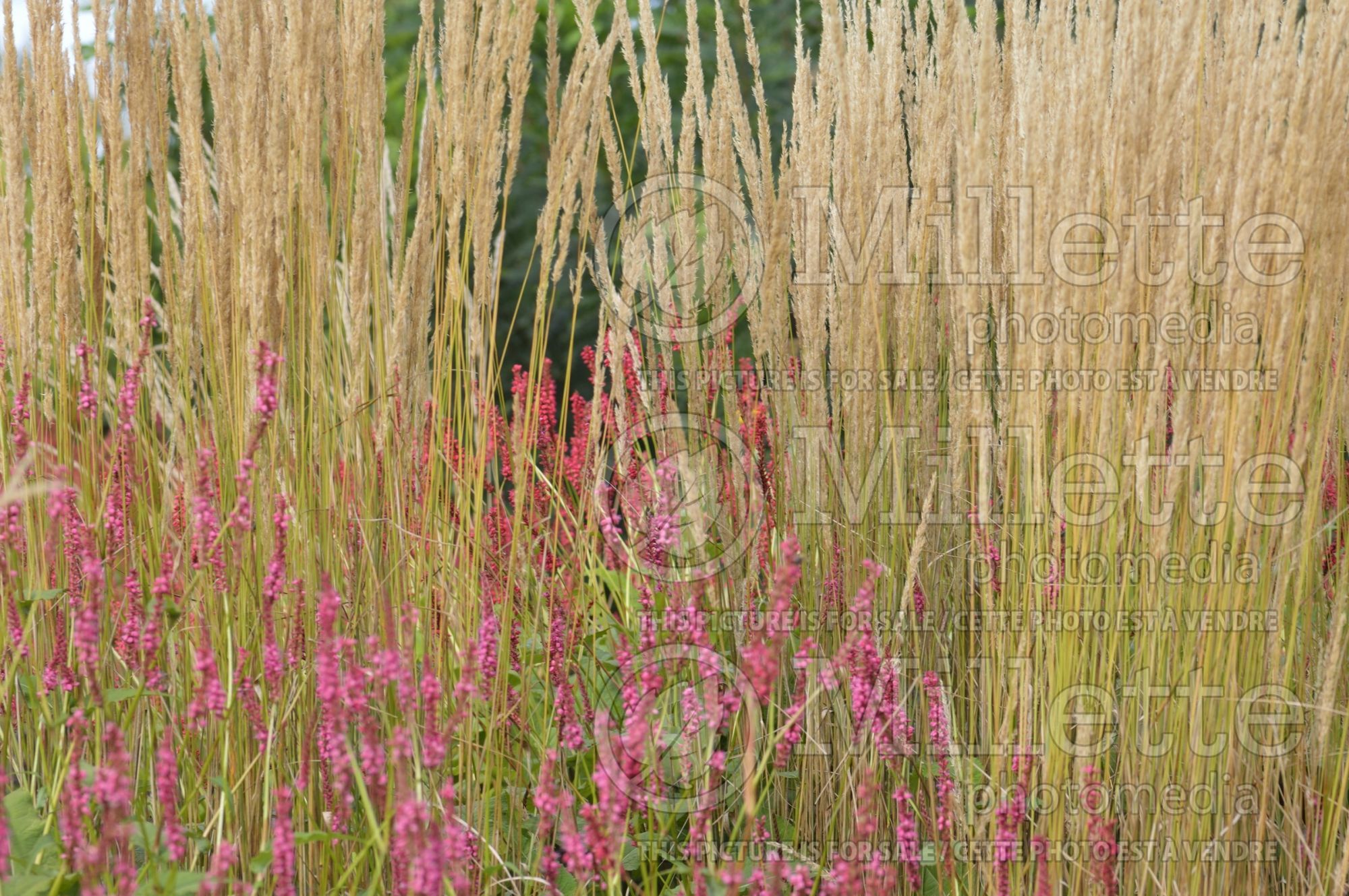 Persicaria aka Polygonum Firedance (Fleeceflower or Knotweed) 2