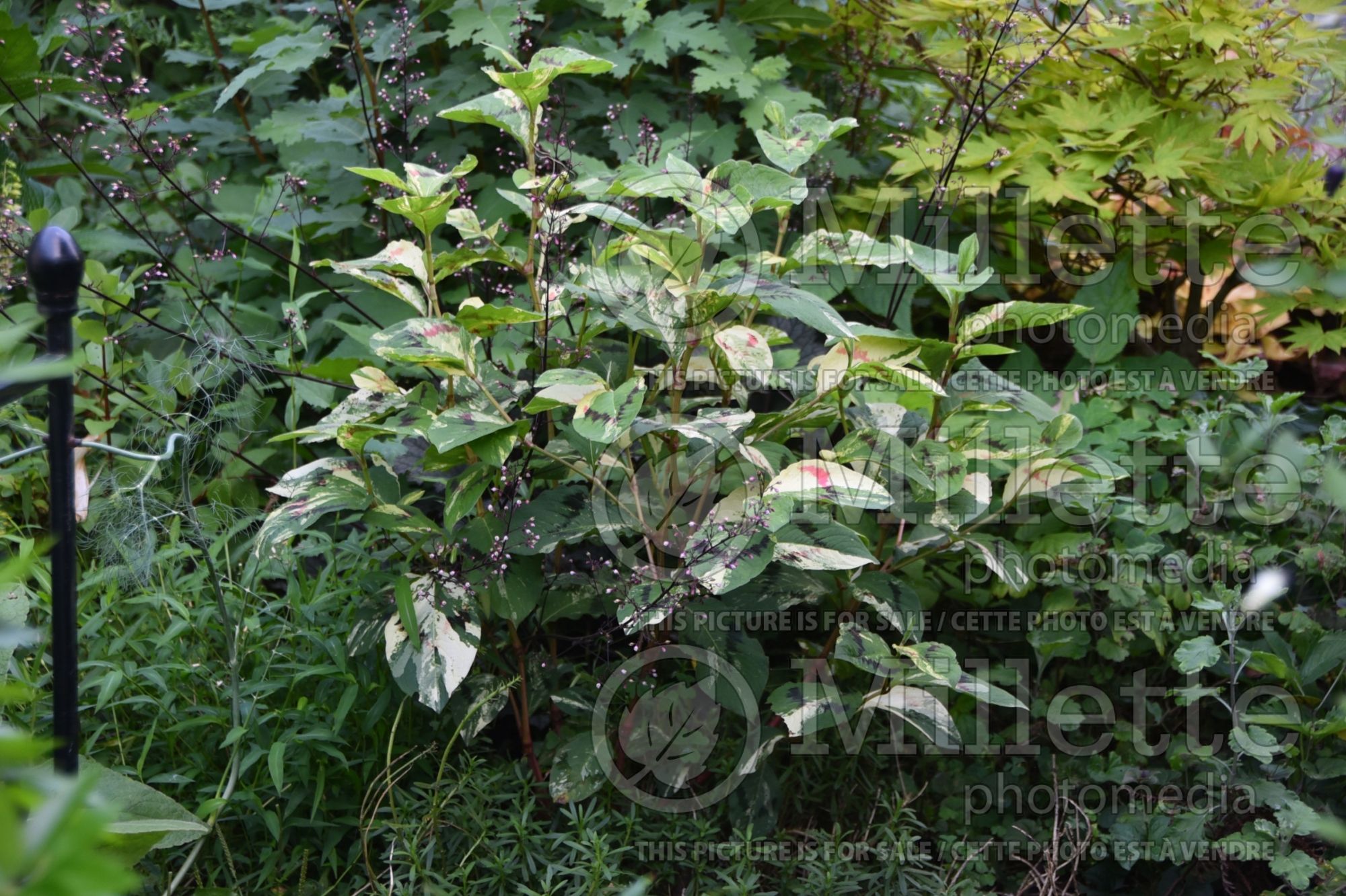 Persicaria Painter's Palette (Fleeceflower or Knotweed) 2