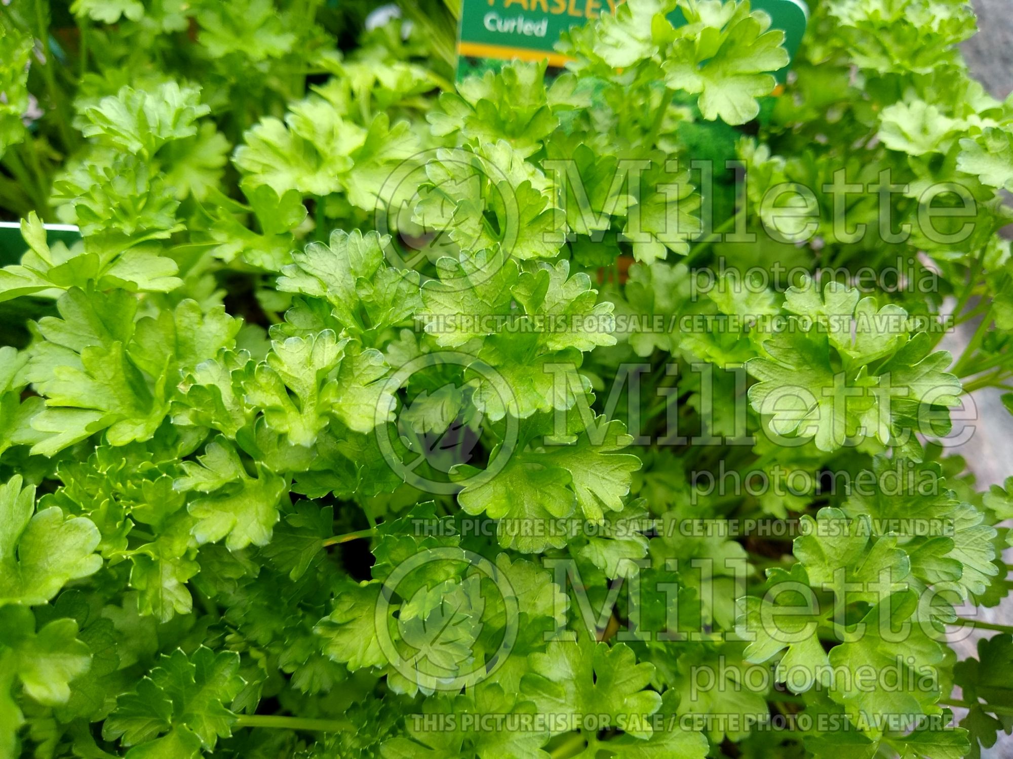 Petroselinum crispum (Curly parsley herb vegetable) 3