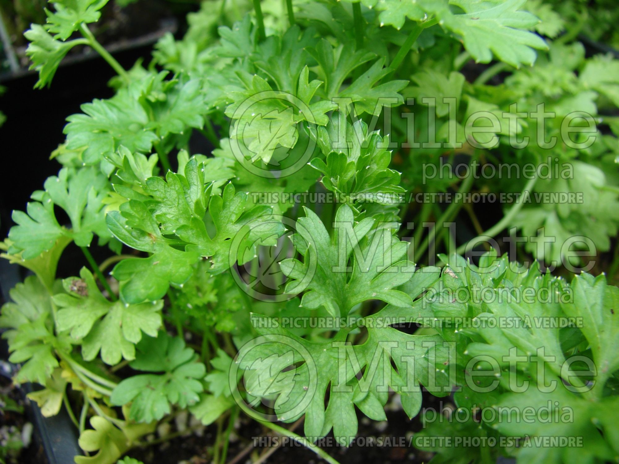 Petroselinum crispum var. neapolitanum (Italian parsley vegetable) 6