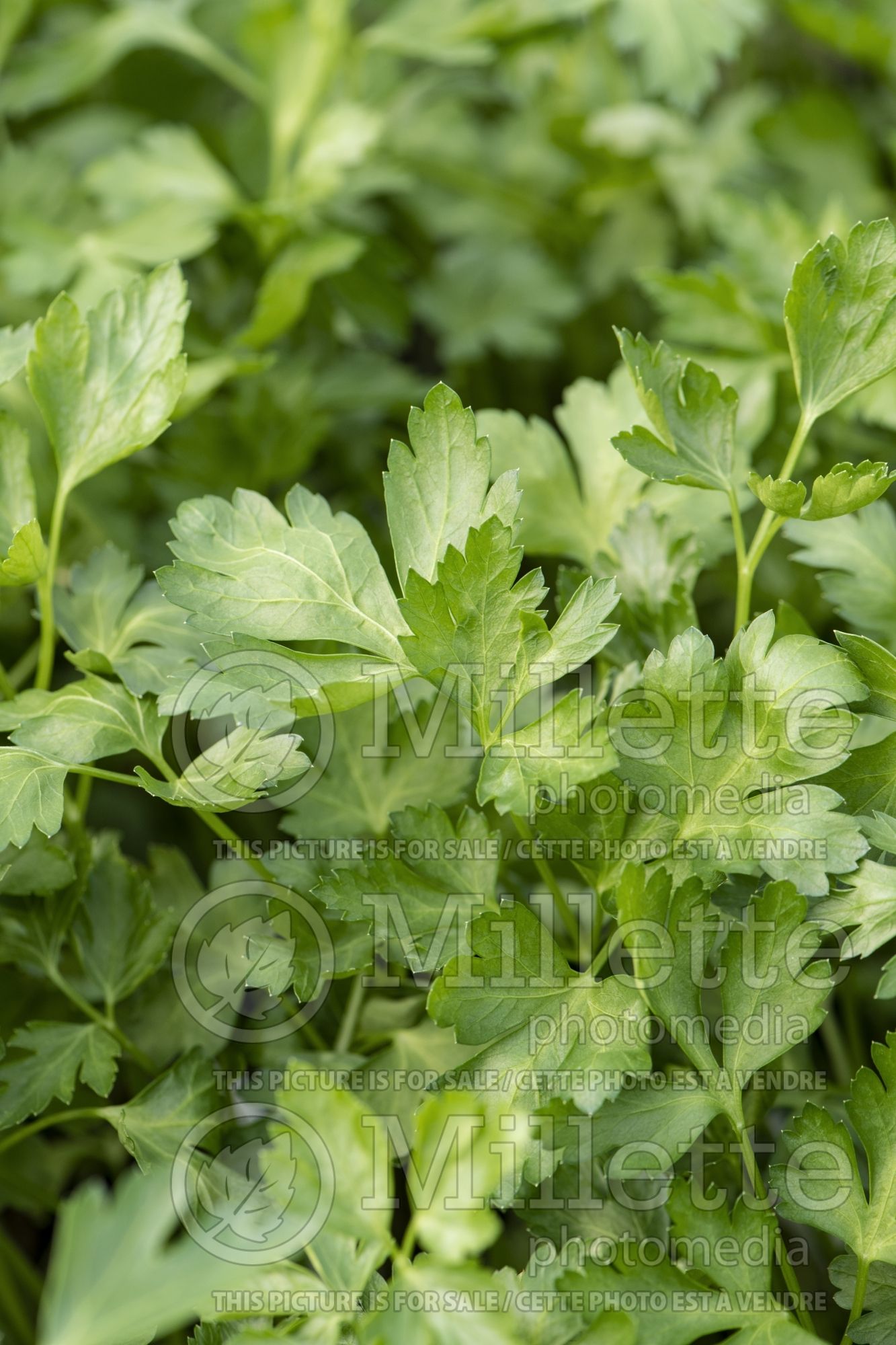 Petroselinum crispum var. neapolitanum (Italian parsley herb vegetable) 8