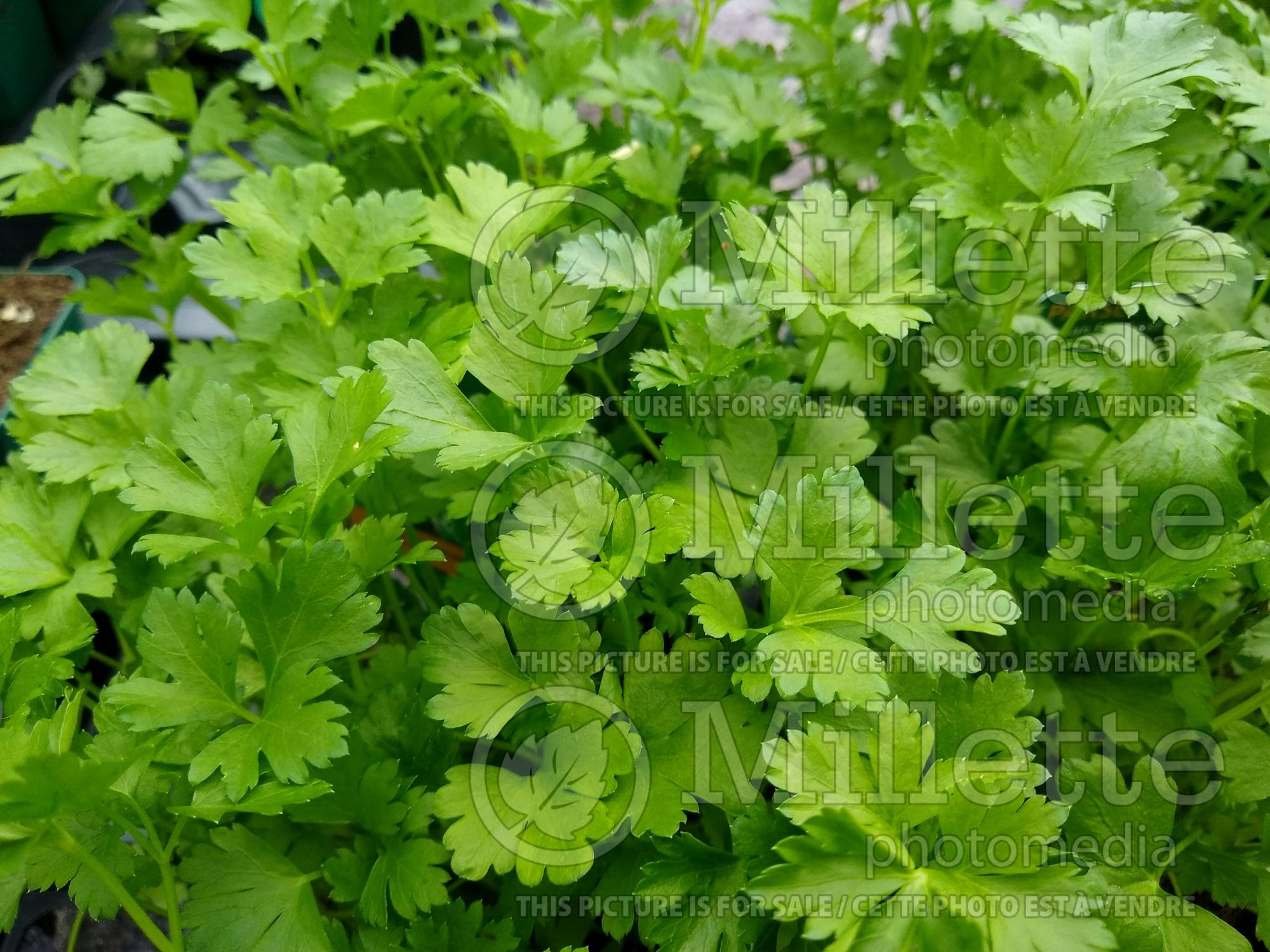 Petroselinum crispum var. neapolitanum (Italian parsley herb vegetable) 9