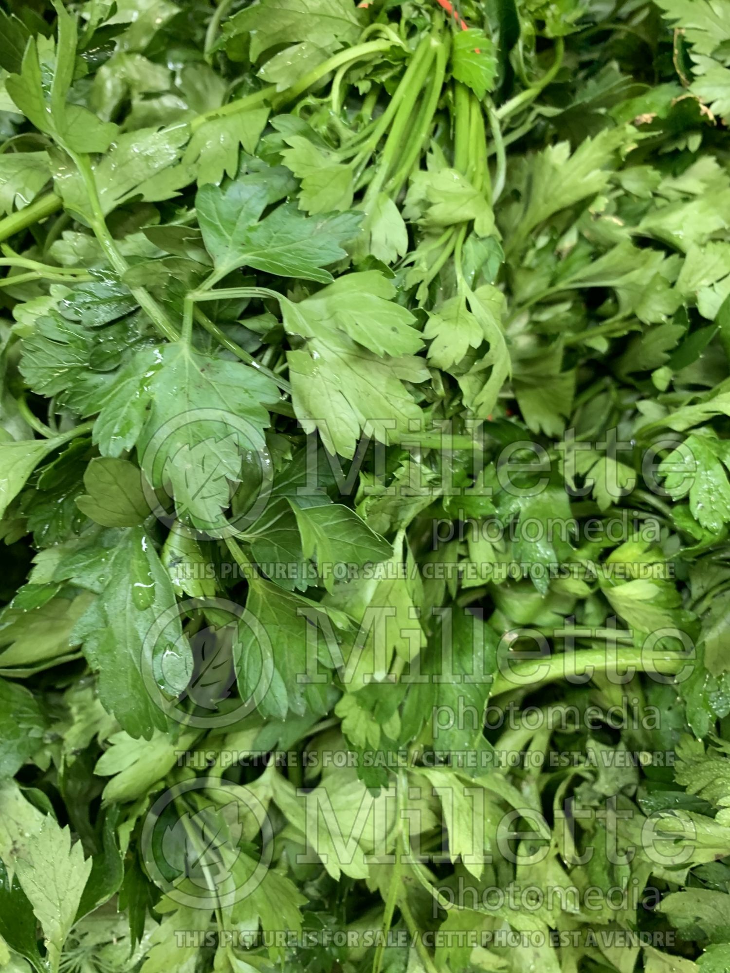Petroselinum crispum var. neapolitanum (Italian parsley herb) 7