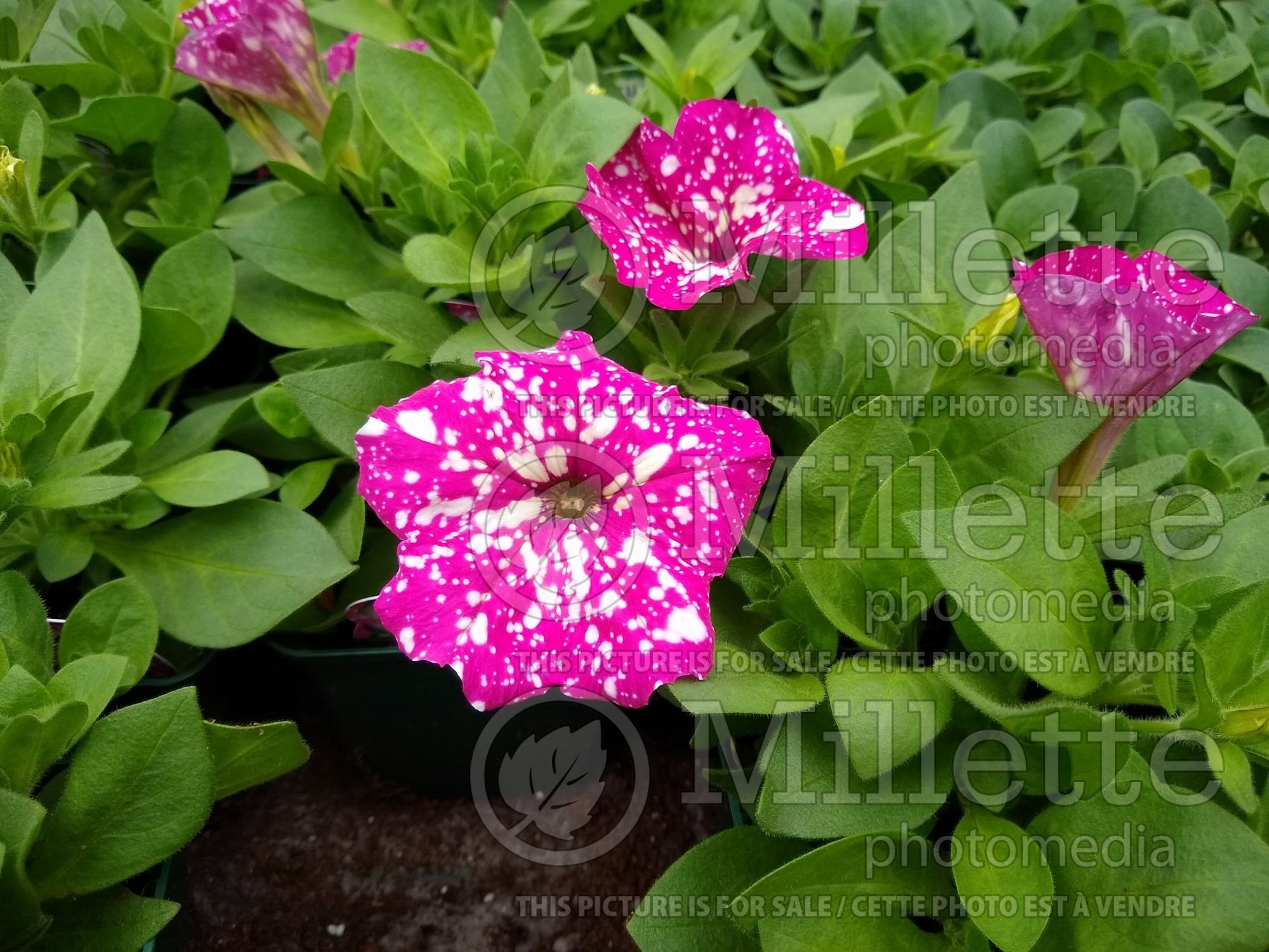 Petunia Baby Doll (Petunia) 1