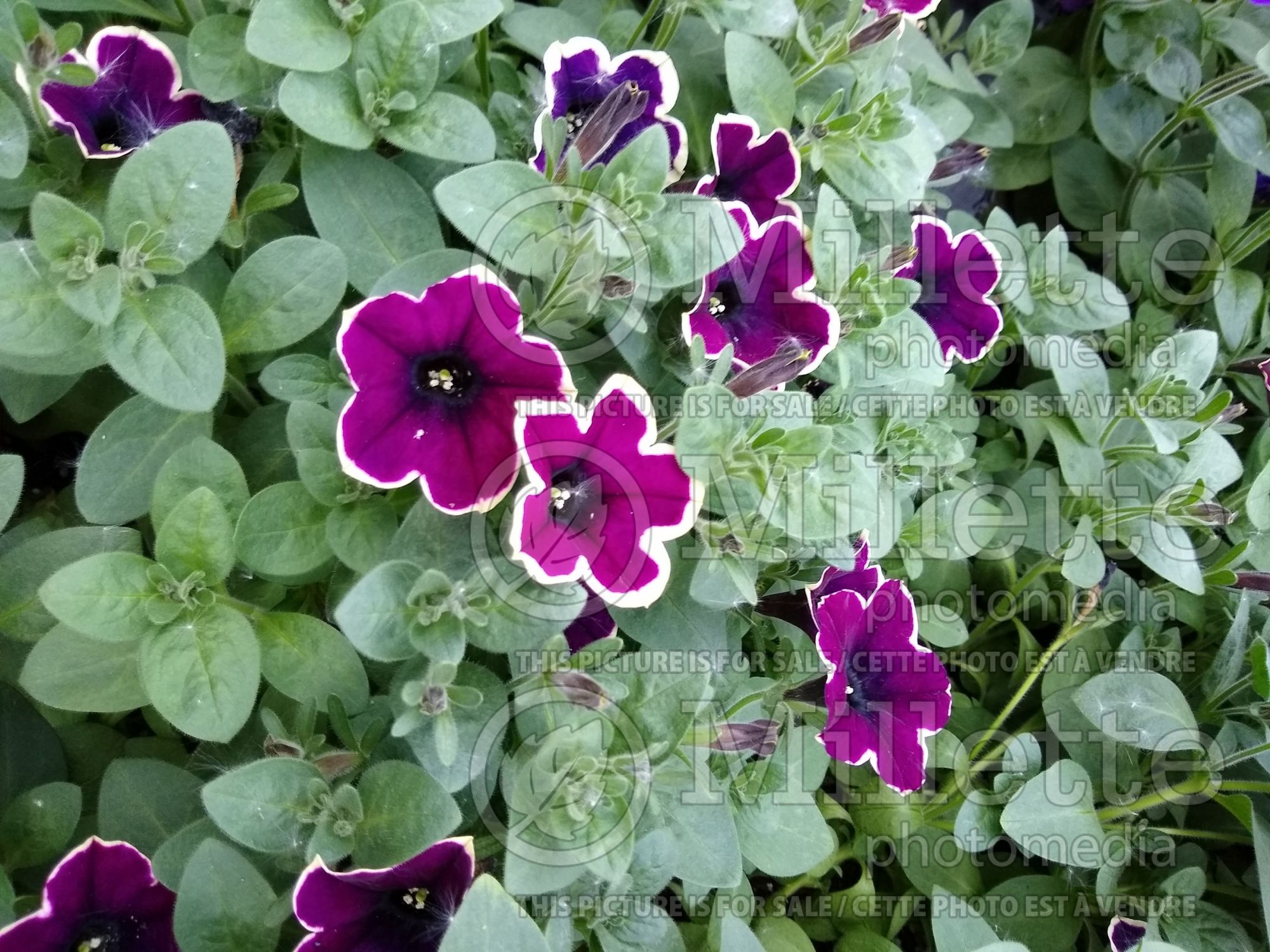 Petunia Cascadia Rim Magenta (Petunia) 1