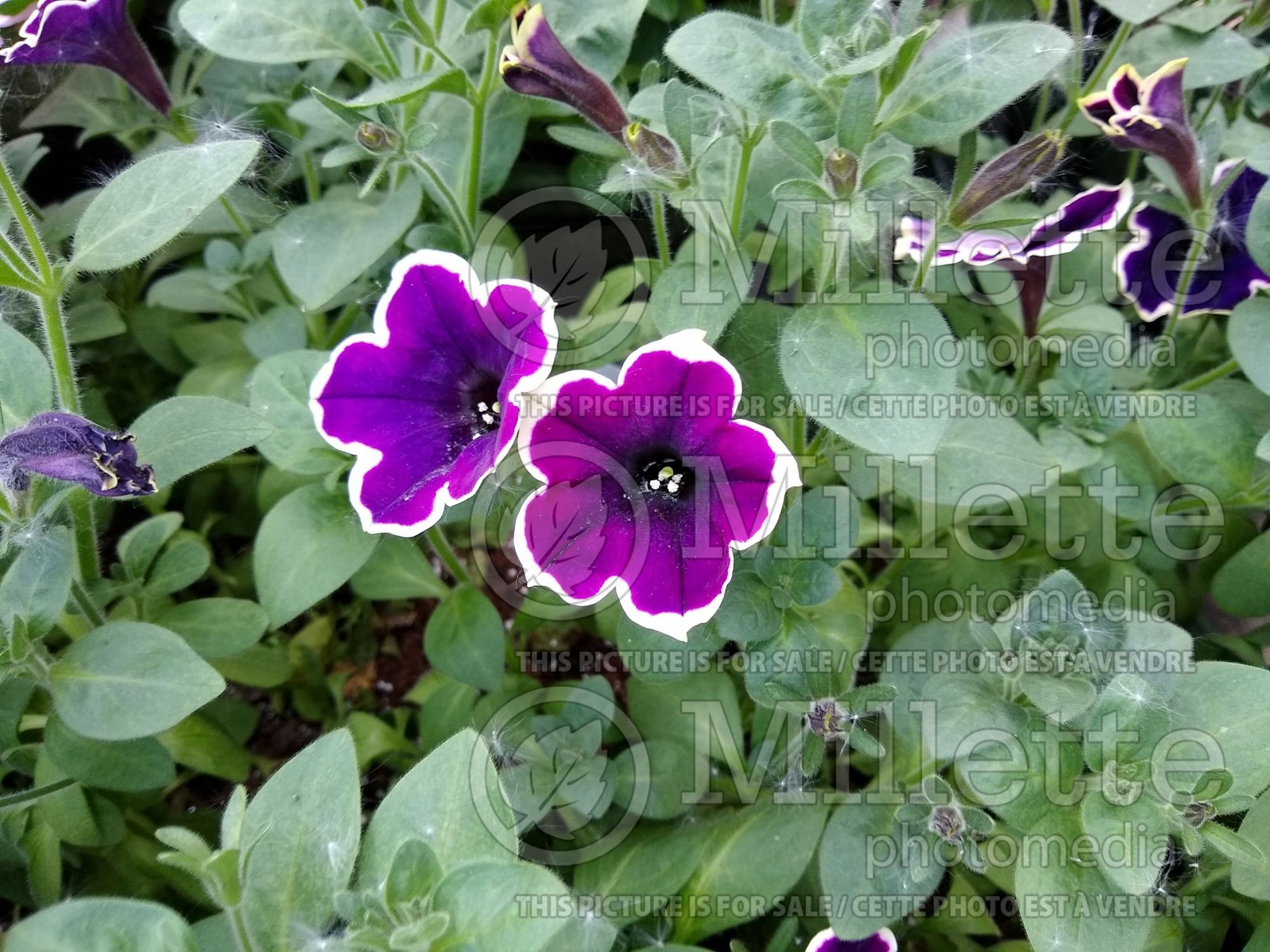 Petunia Cascadia Rim Magenta (Petunia) 3