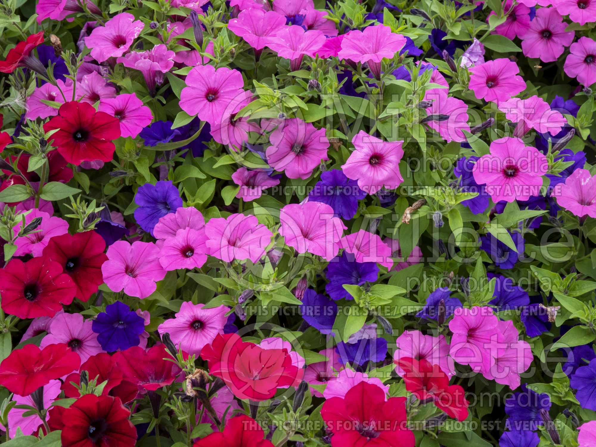 Petunia ColorRush Mix (Petunia) 1