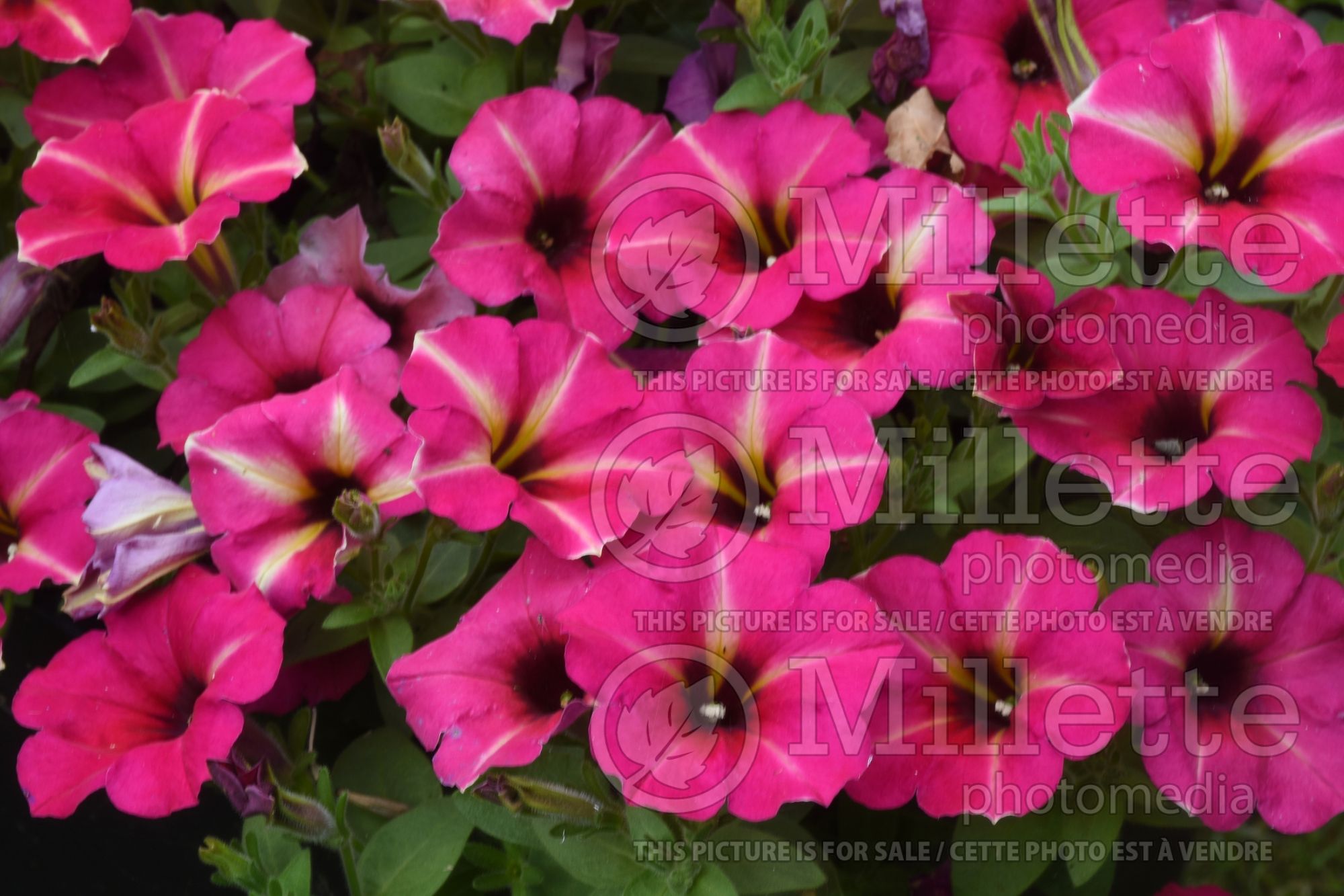 Petunia Crazytunia Amarena Cream (Petunia) 1
