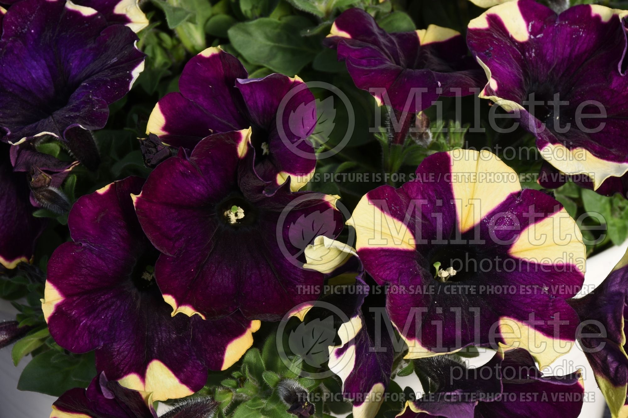 Petunia Crazytunia Spider Girl (Petunia) 1