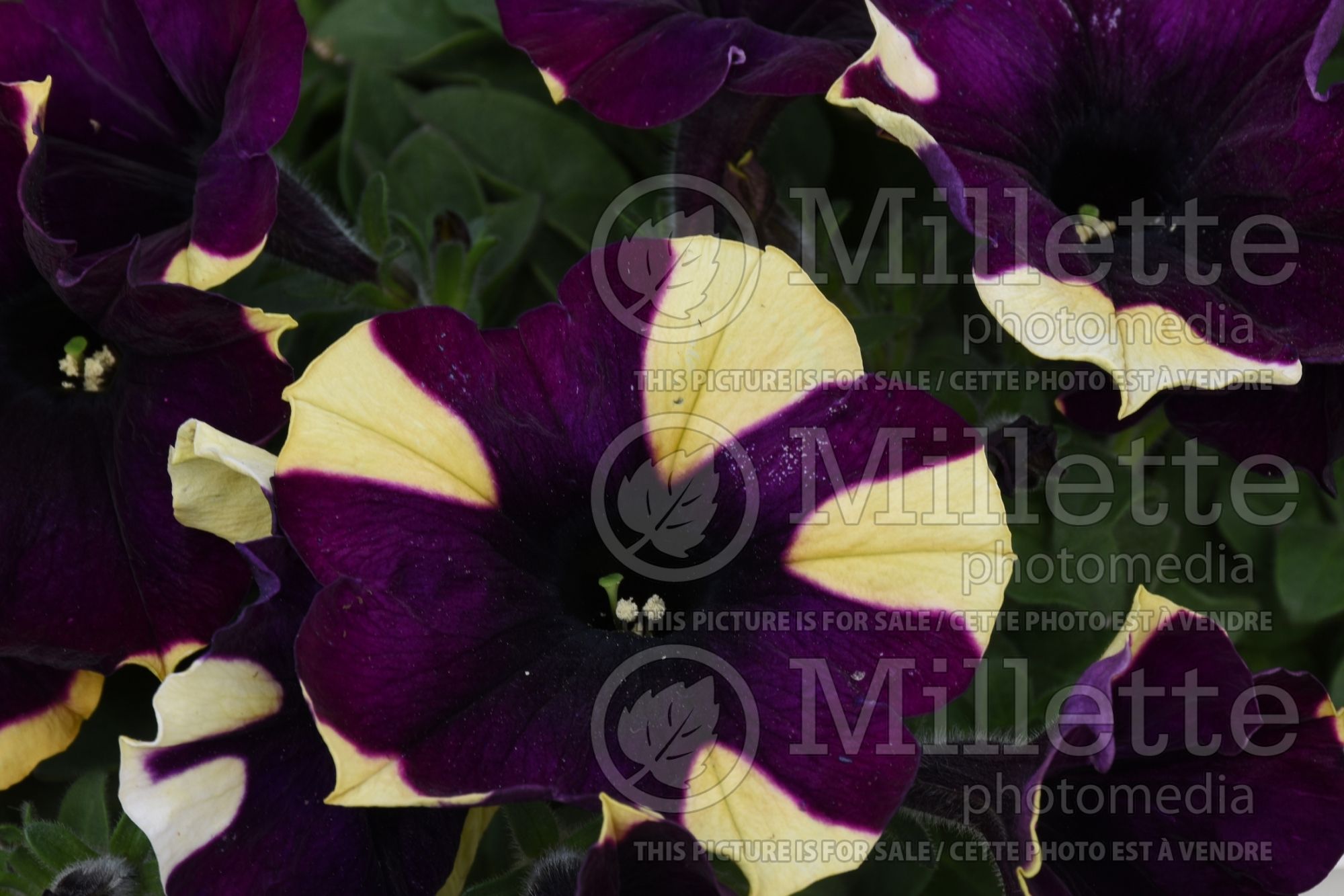 Petunia Crazytunia Spider Girl (Petunia) 2