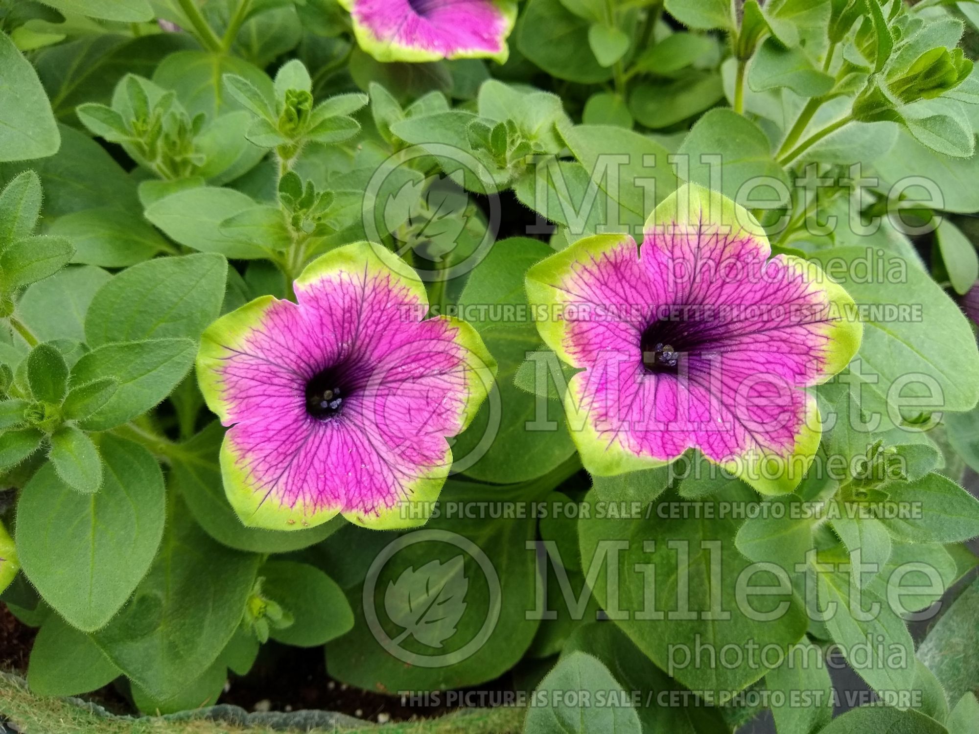 Petunia Designer Buzz Purple (Petunia) 2