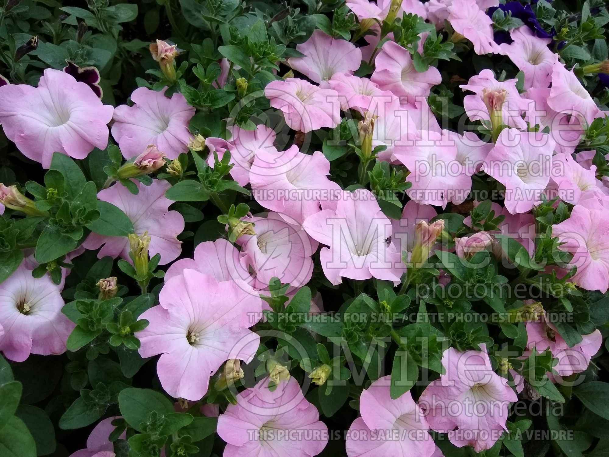 Petunia Dreams Fanfare Appleblossom (Petunia) 3