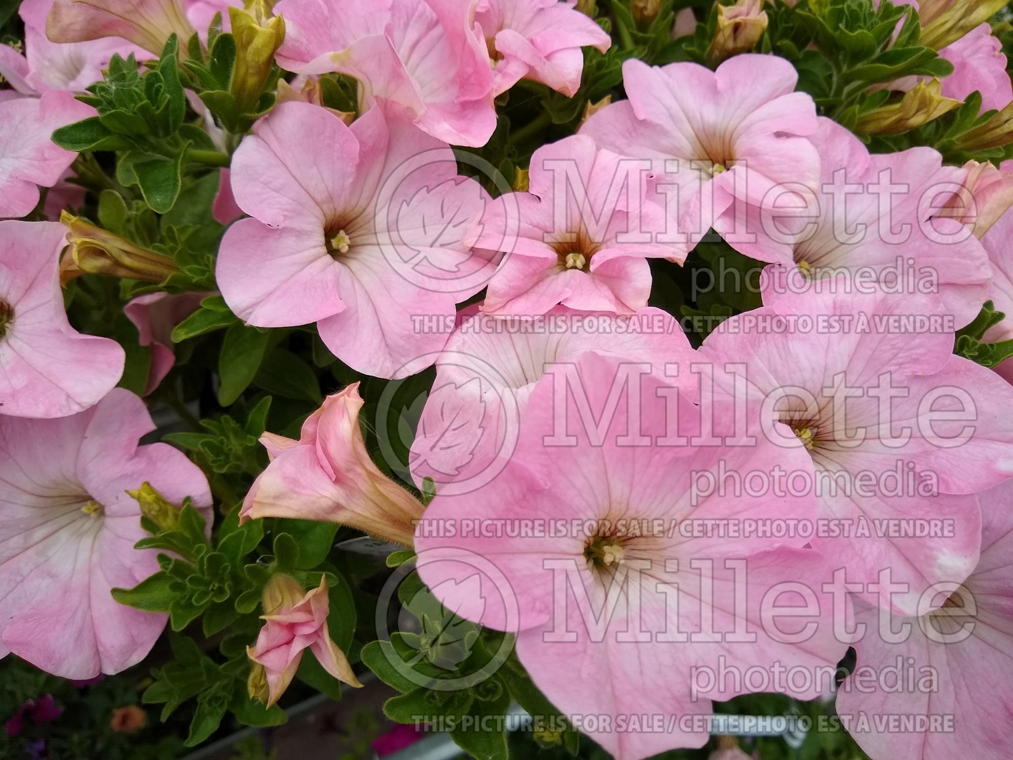 Petunia Dreams Fanfare Appleblossom (Petunia) 2