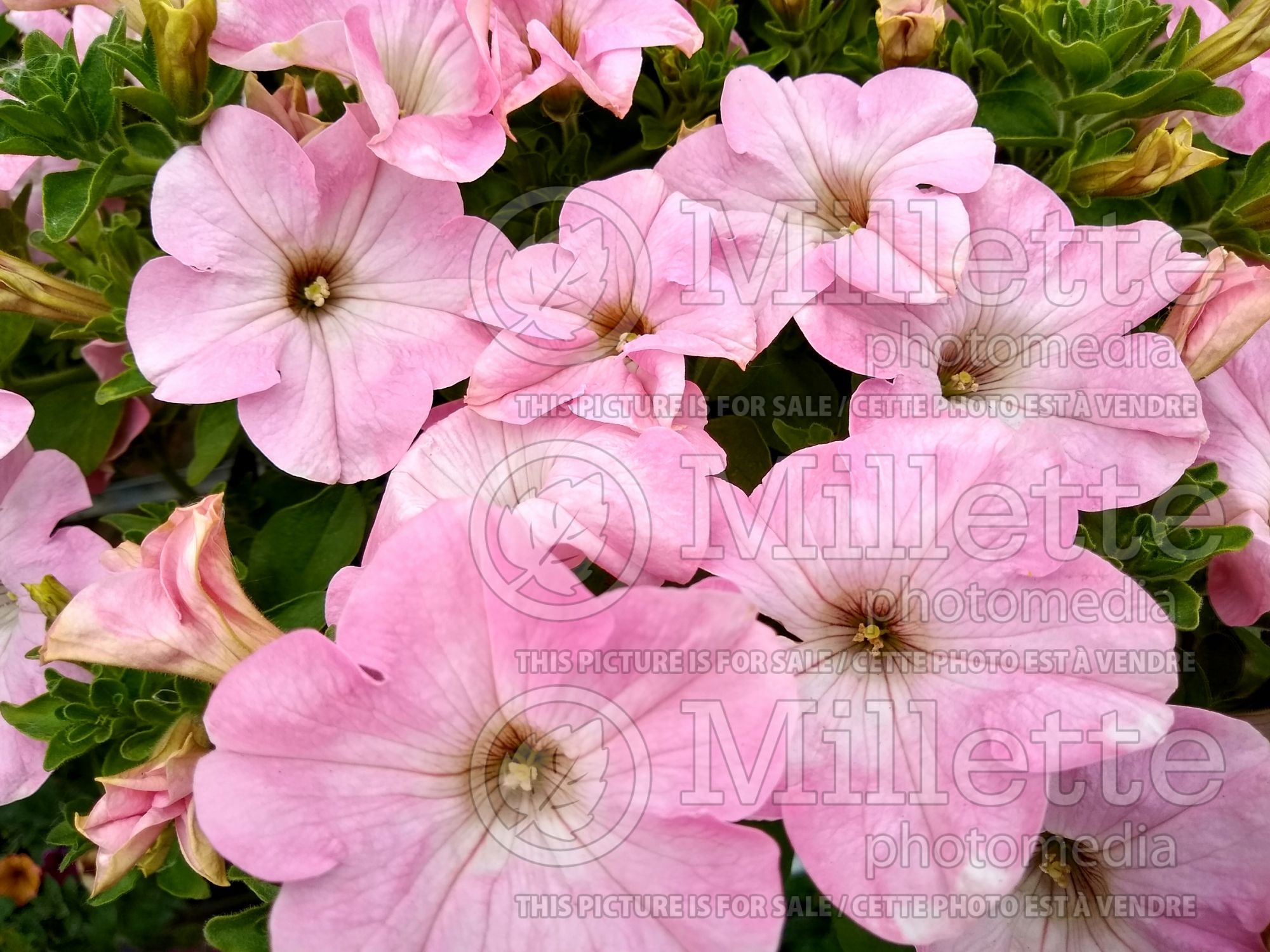 Petunia Dreams Fanfare Appleblossom (Petunia) 1
