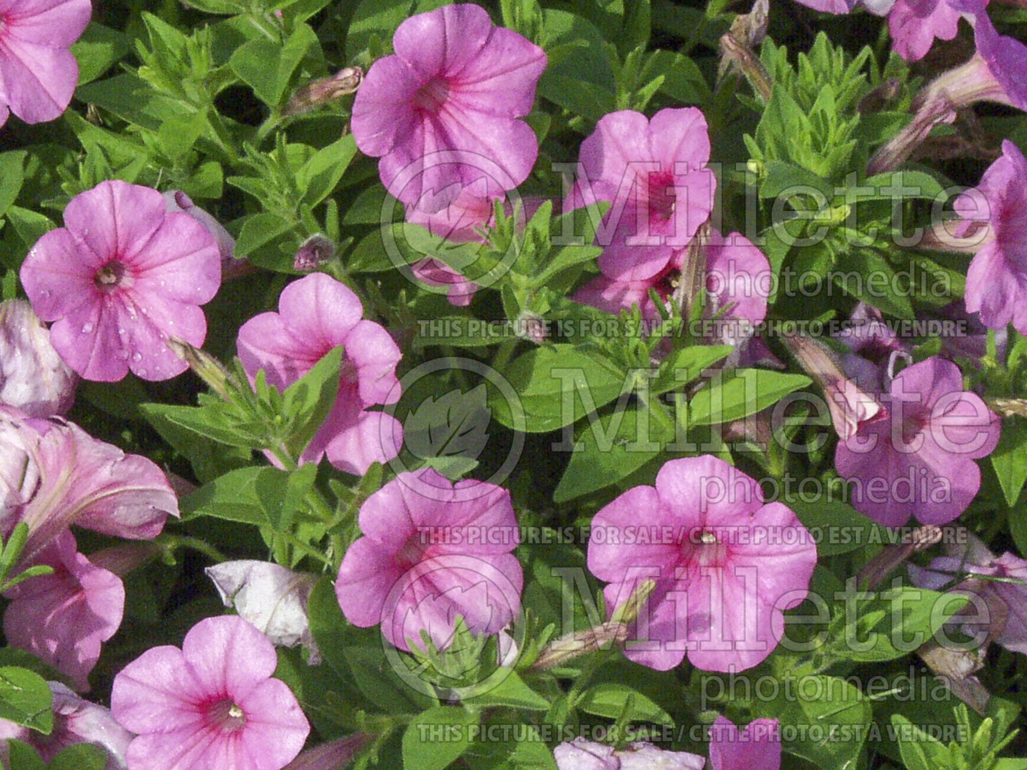 Petunia Easy Wave Pink (Petunia) 1
