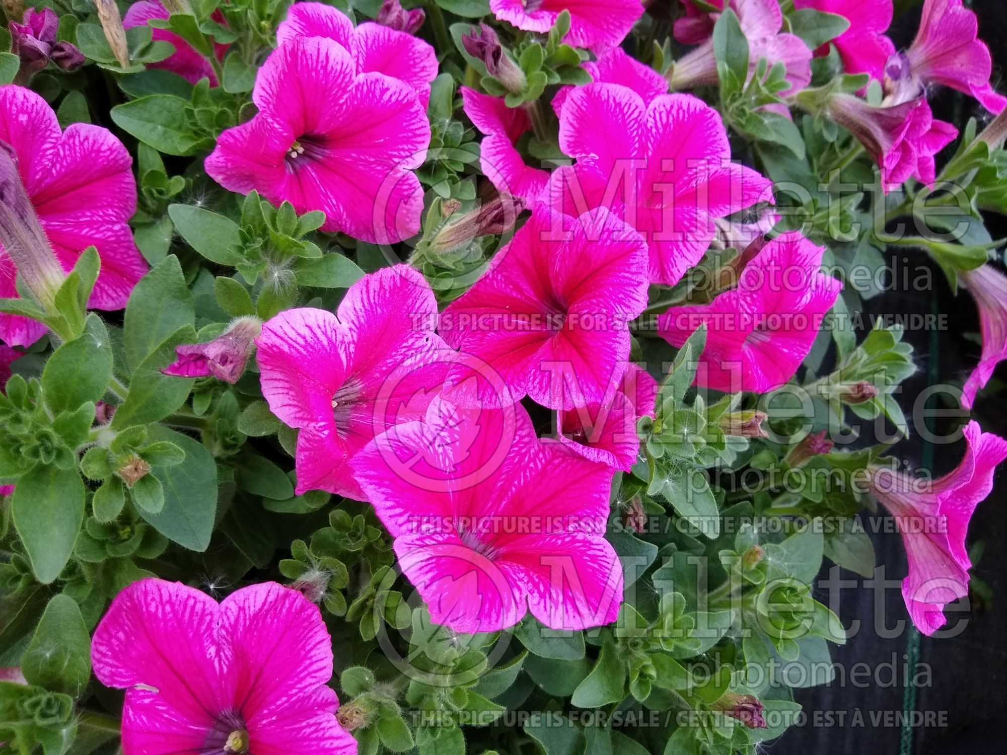 Petunia Fanfare Hot Rose (Petunia) 2