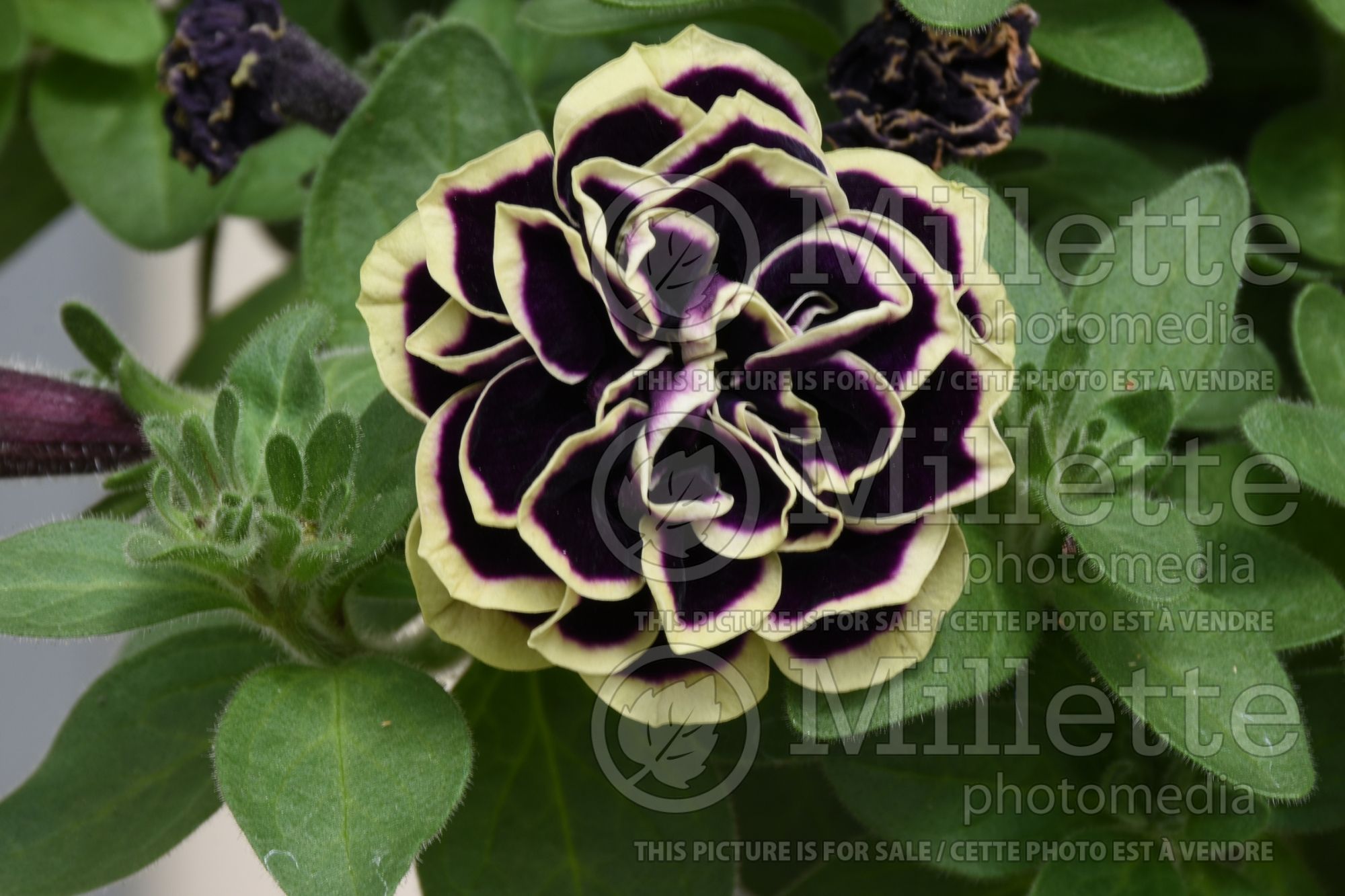 Petunia Midnight Gold (Petunia) 3