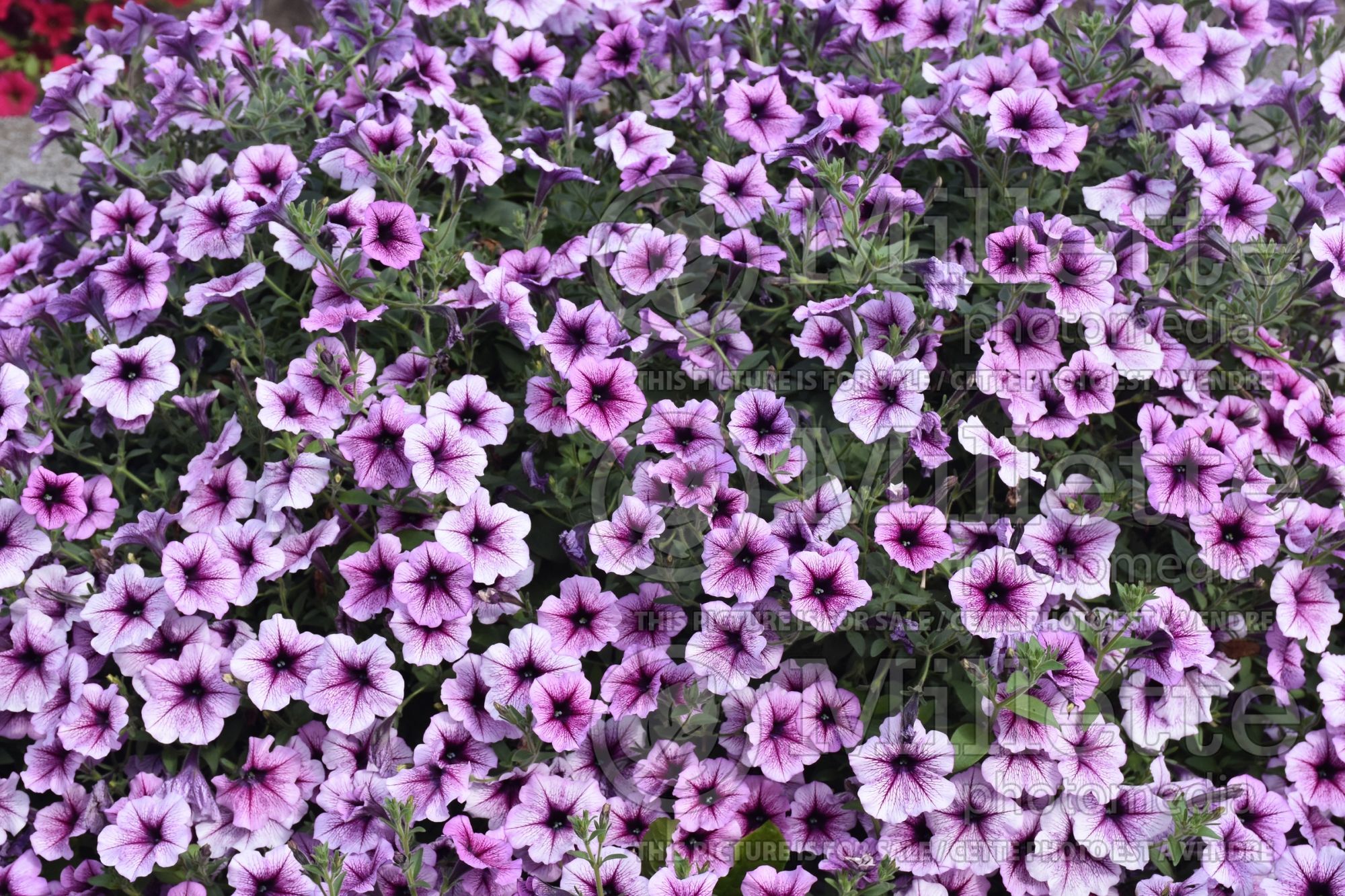 Petunia Opera Supreme Purple Vein (Petunia) 1