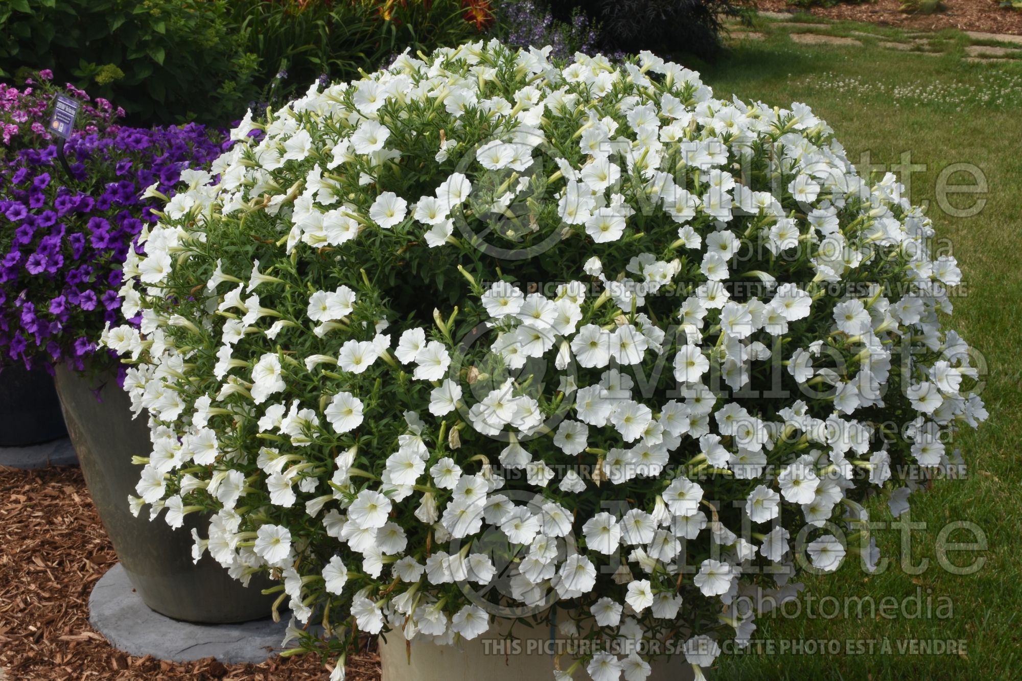 Petunia Supertunia Vista Snowdrift (Petunia) 1