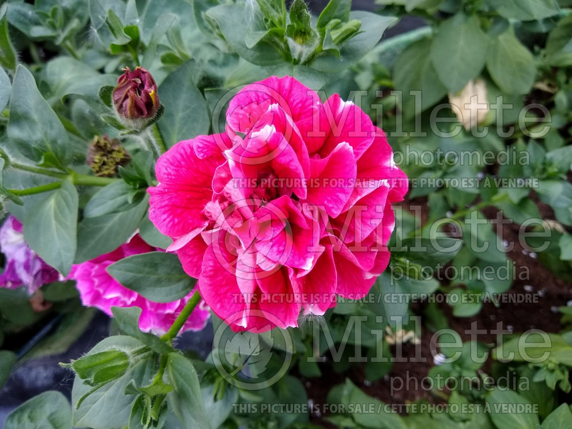 Petunia Tumbelina Cherry Ripple (Petunia) 2