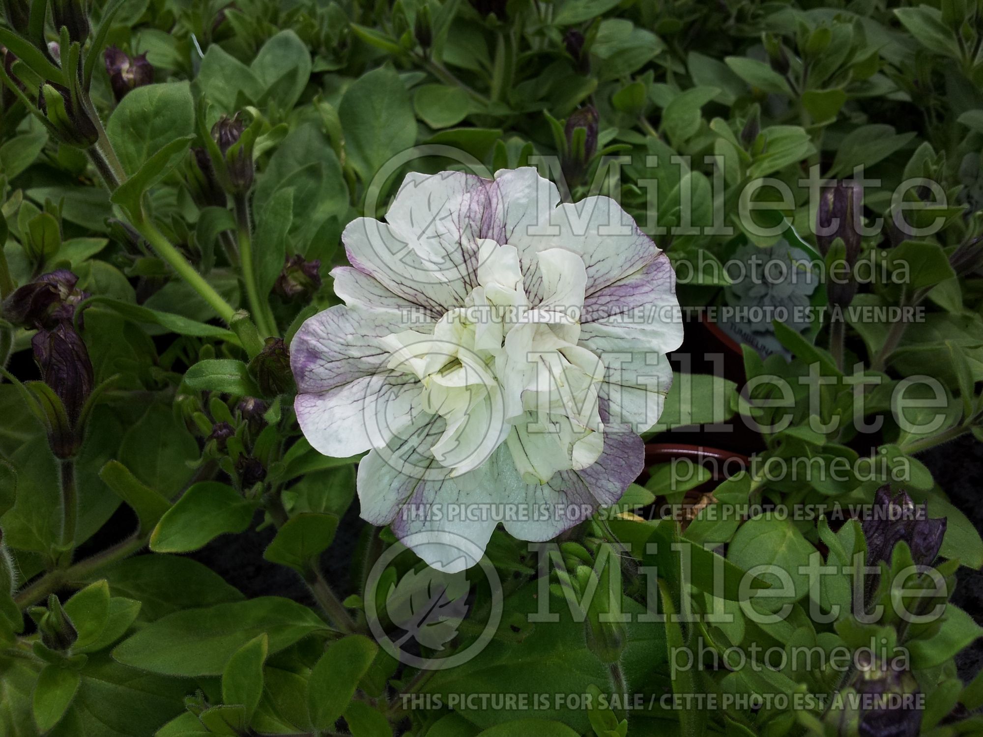 Petunia Tumbelina Margarita (petunia) 1