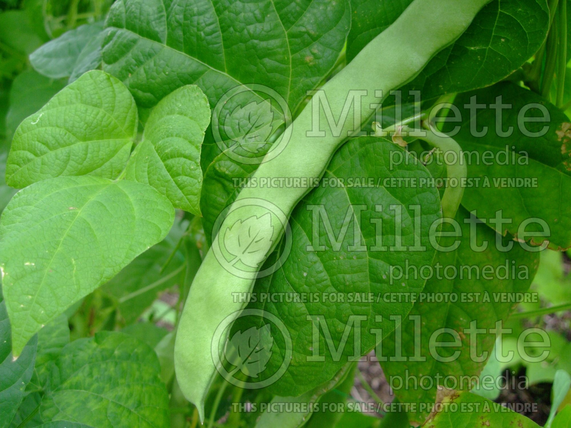 Phaseolus elebration (Runner beans vegetable - haricots) 1