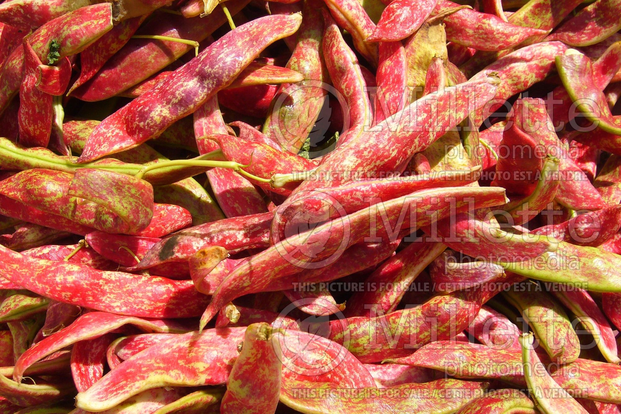 Phaseolus coccineus (Red beans vegetable - haricots) 2