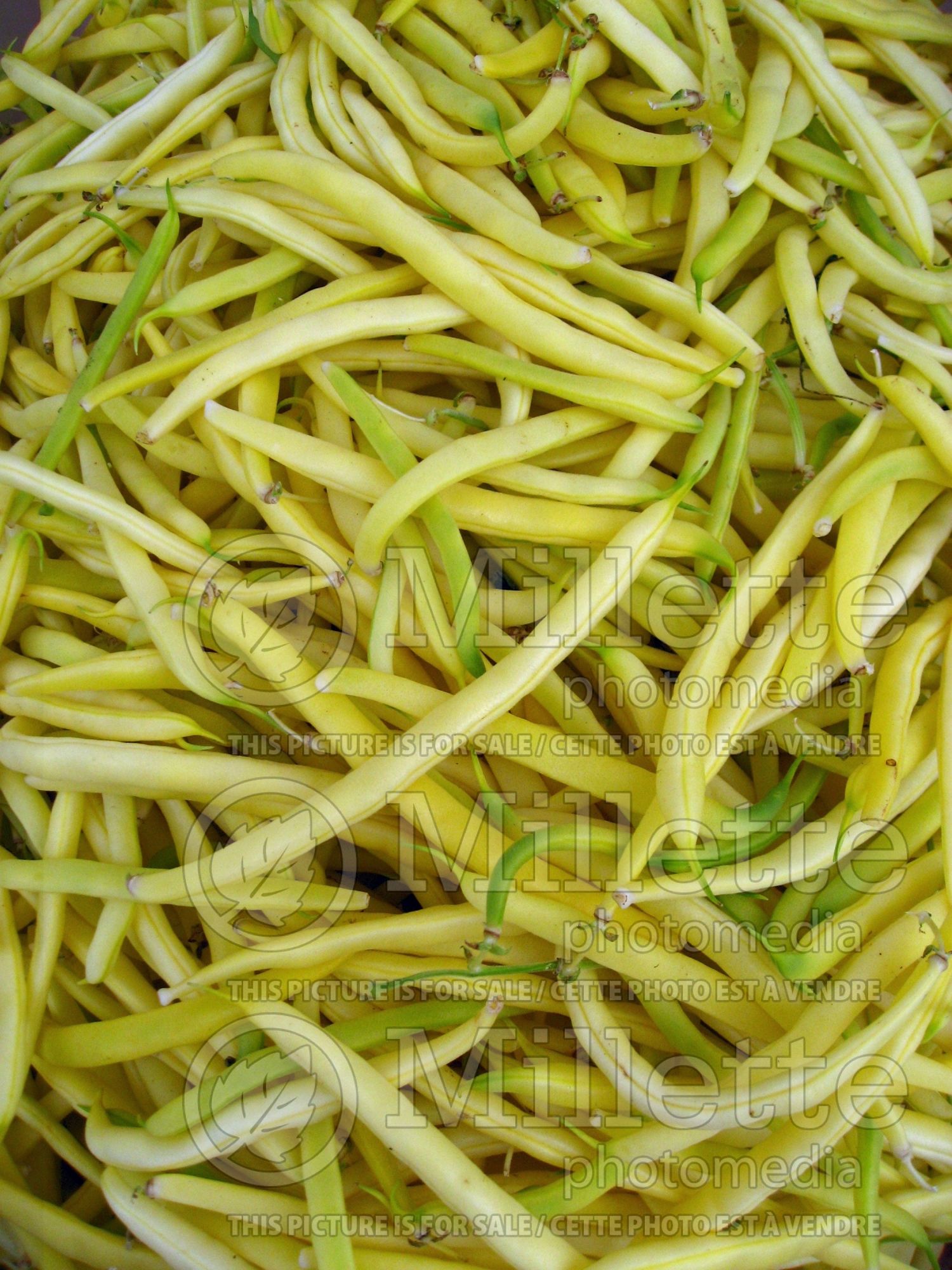 Phaseolus coccineus (Yellow beans vegetable - haricots) 8