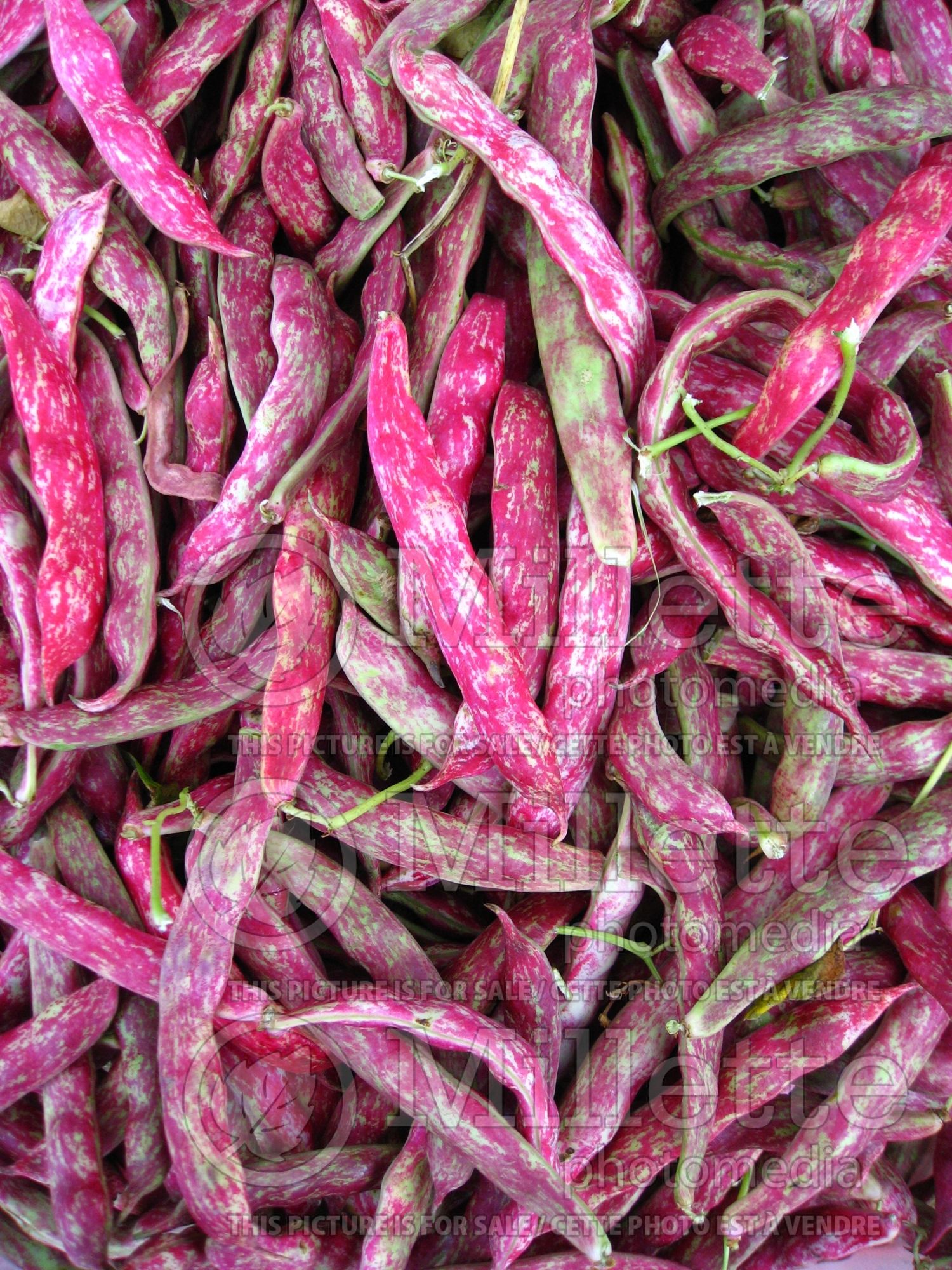 Phaseolus coccineus (Red beans vegetable - haricots) 3