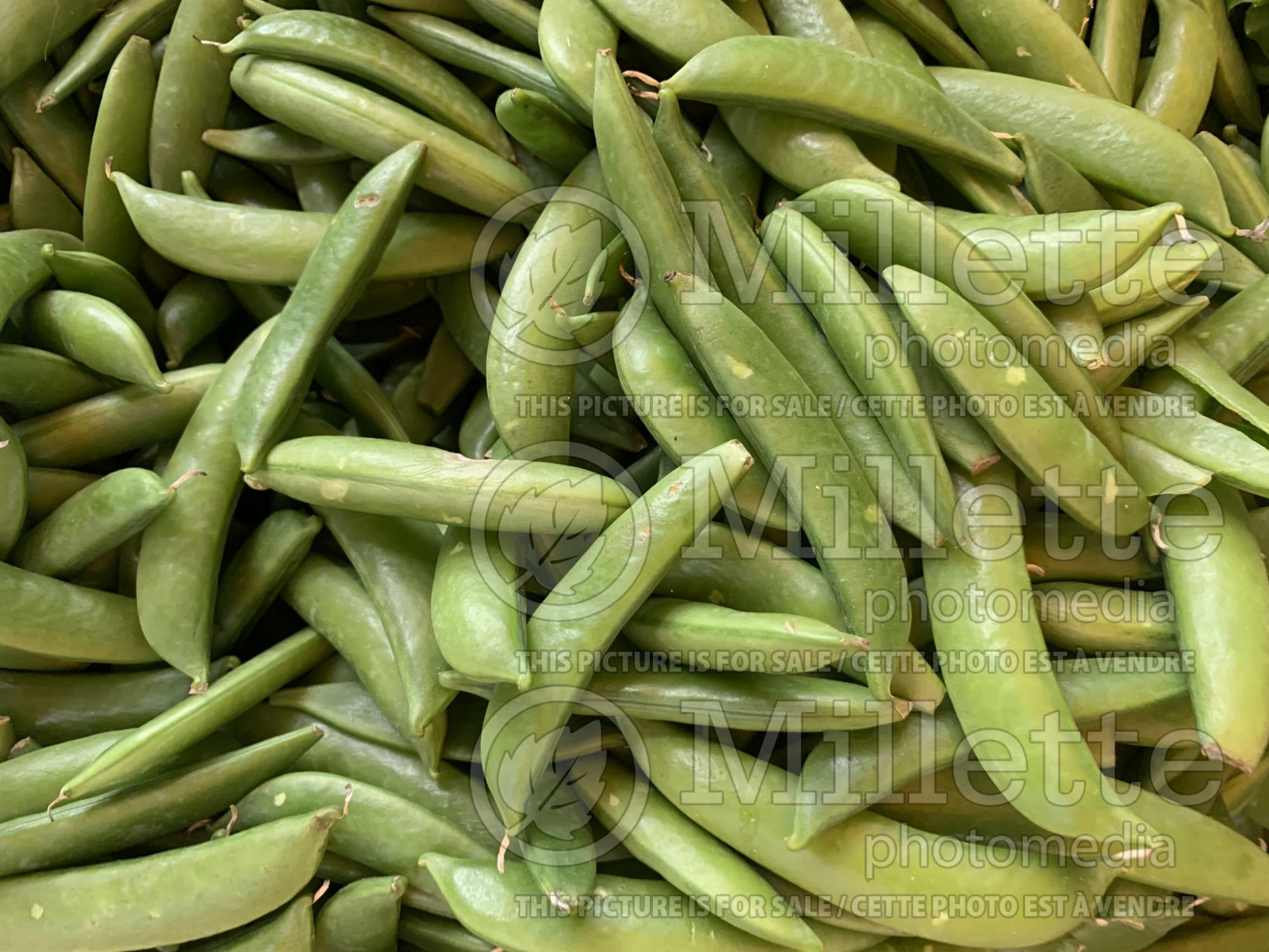 Phaseolus coccineus (Green beans vegetable - haricots) 7