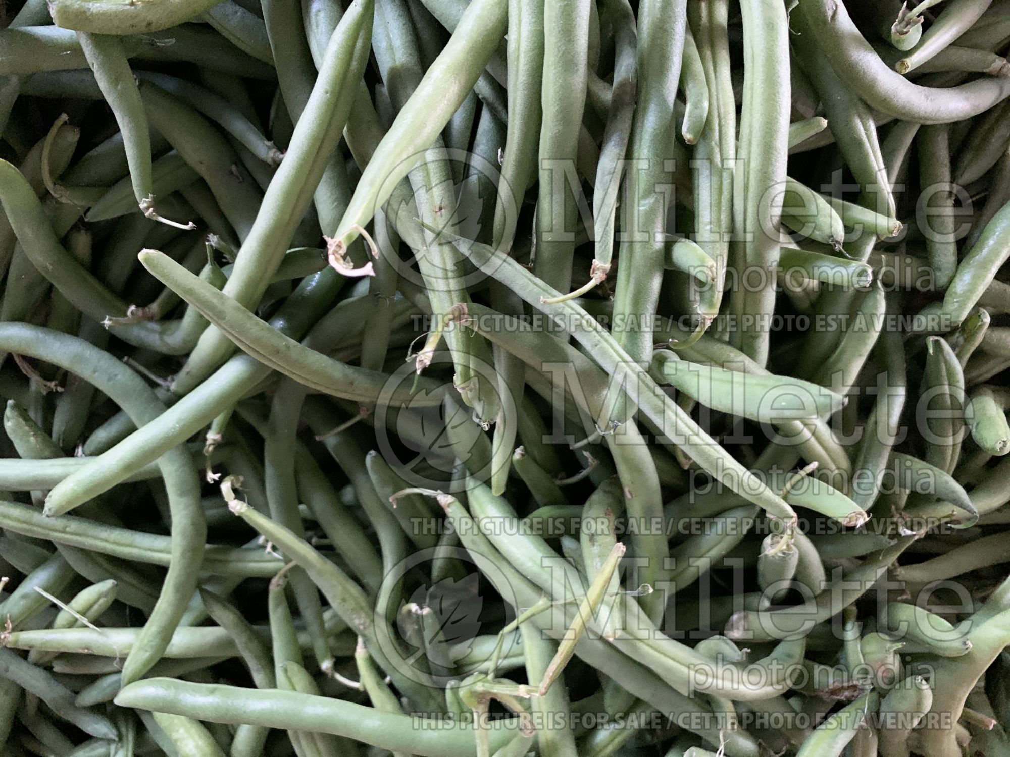 Phaseolus coccineus (Green beans vegetable - haricots) 3