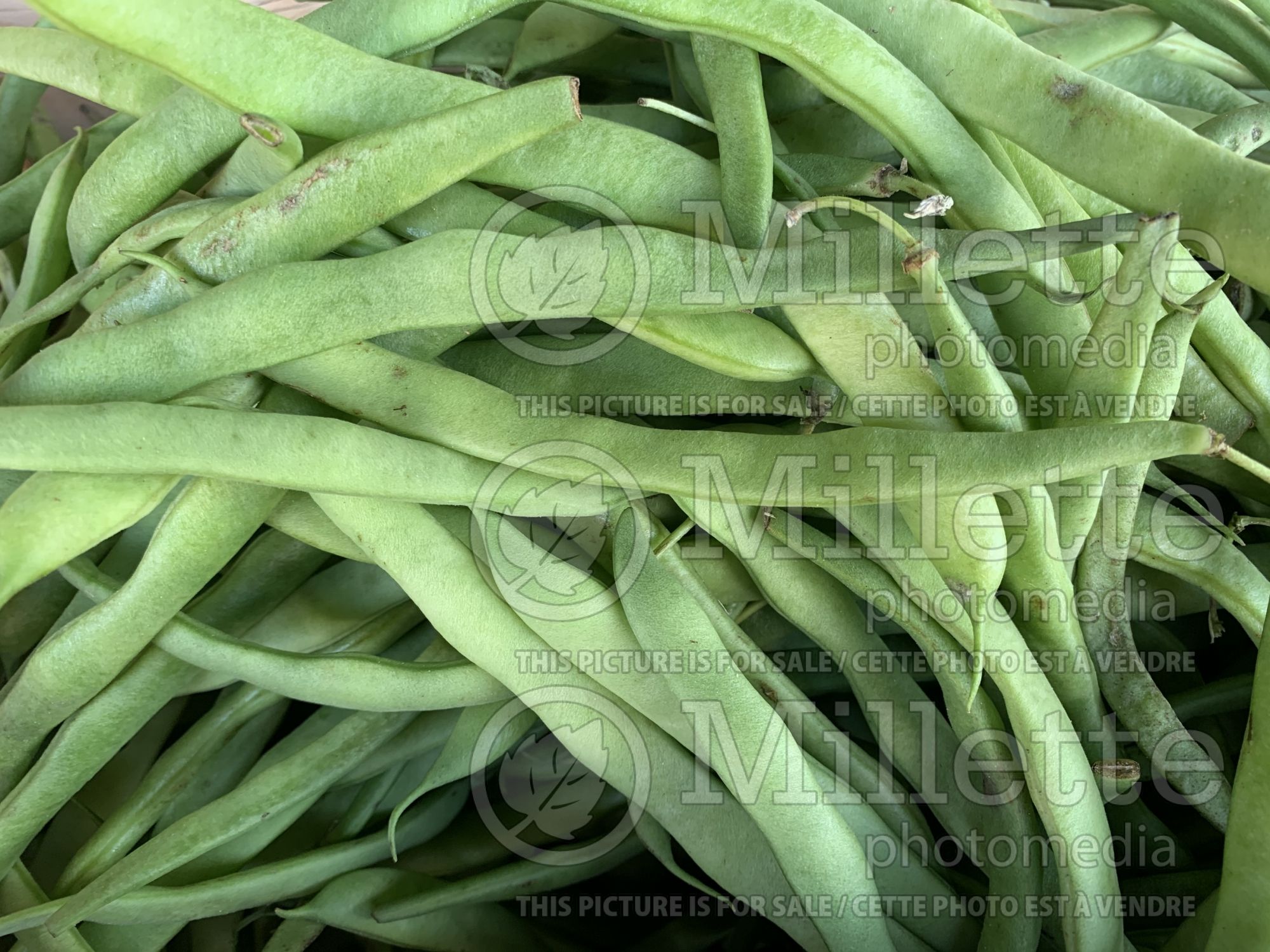 Phaseolus coccineus (Green Pole beans vegetable) 1