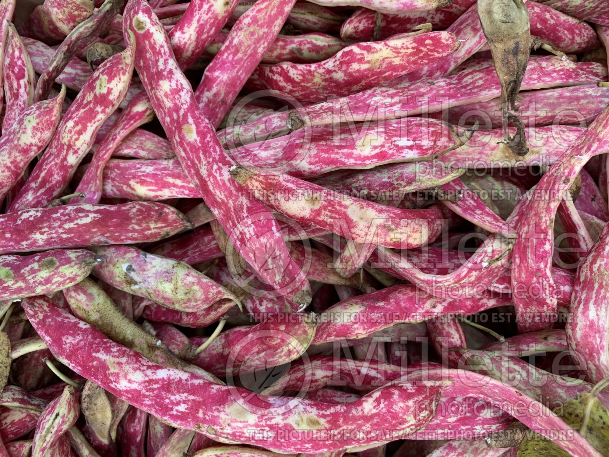 Phaseolus coccineus (red beans vegetable haricots) 1