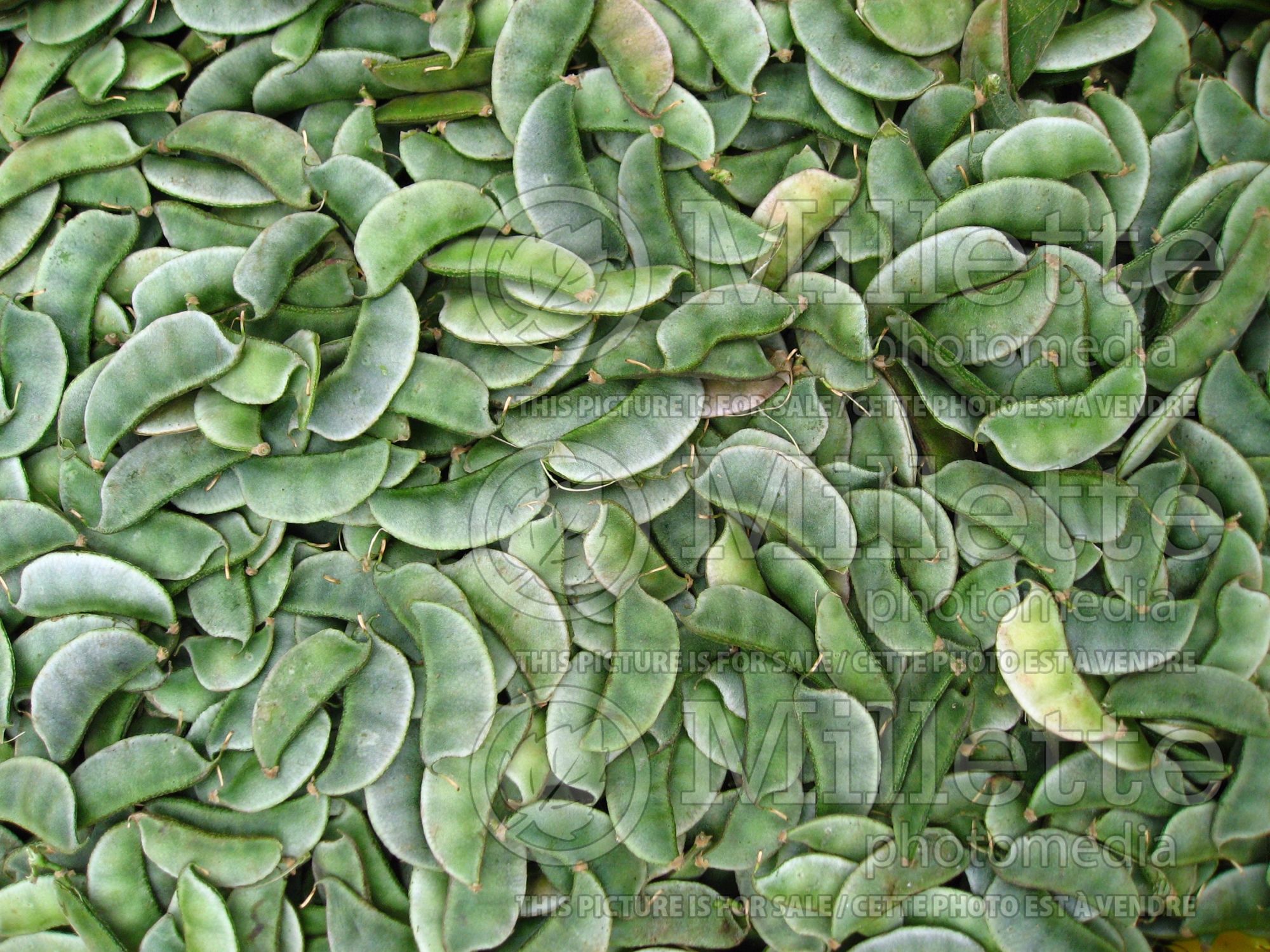 Phaseolus lunatus (Lima beans vegetable - haricot) 1