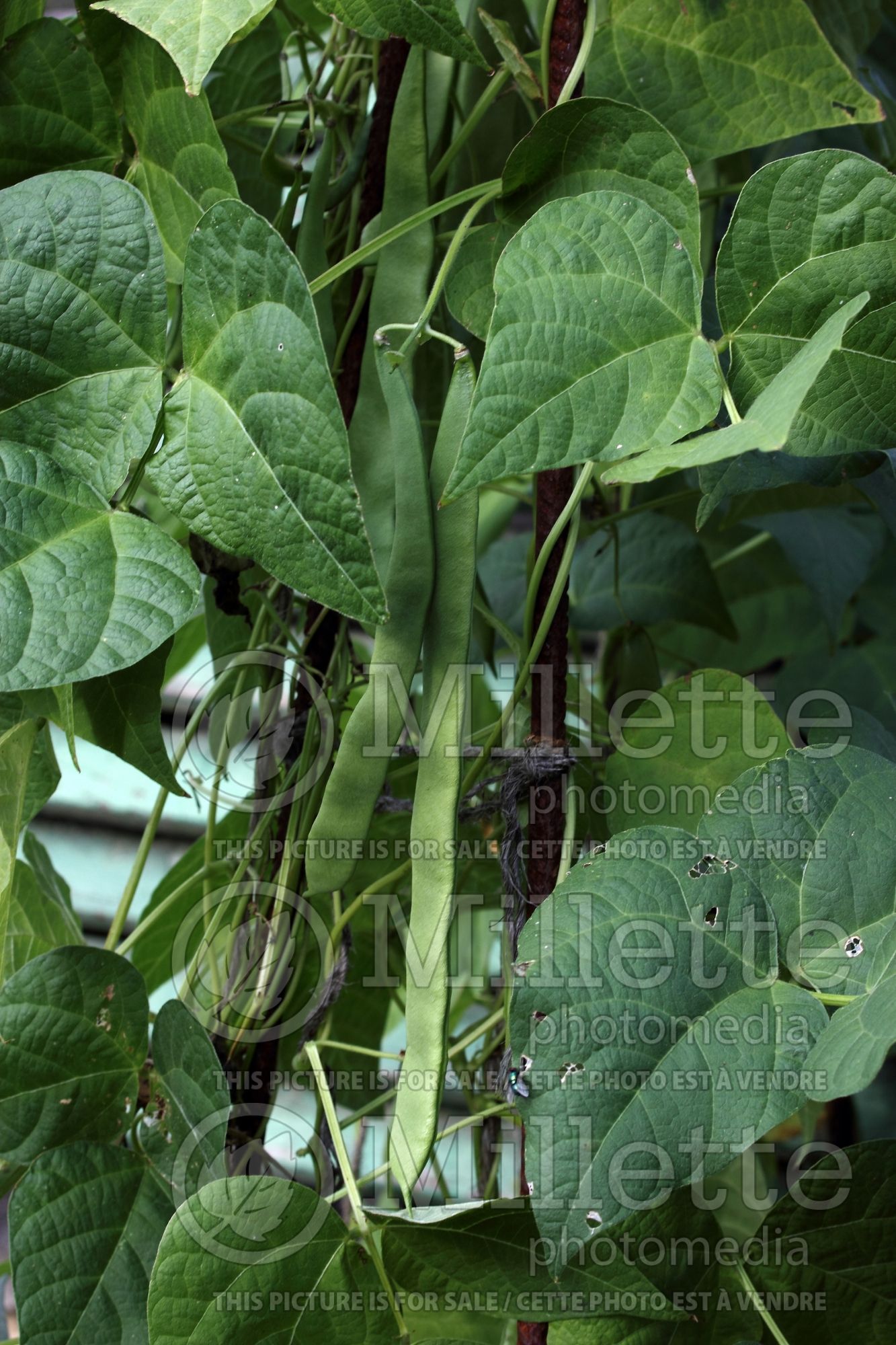 Phaseolus Mistica (green-leaved string bean vegetable) 1