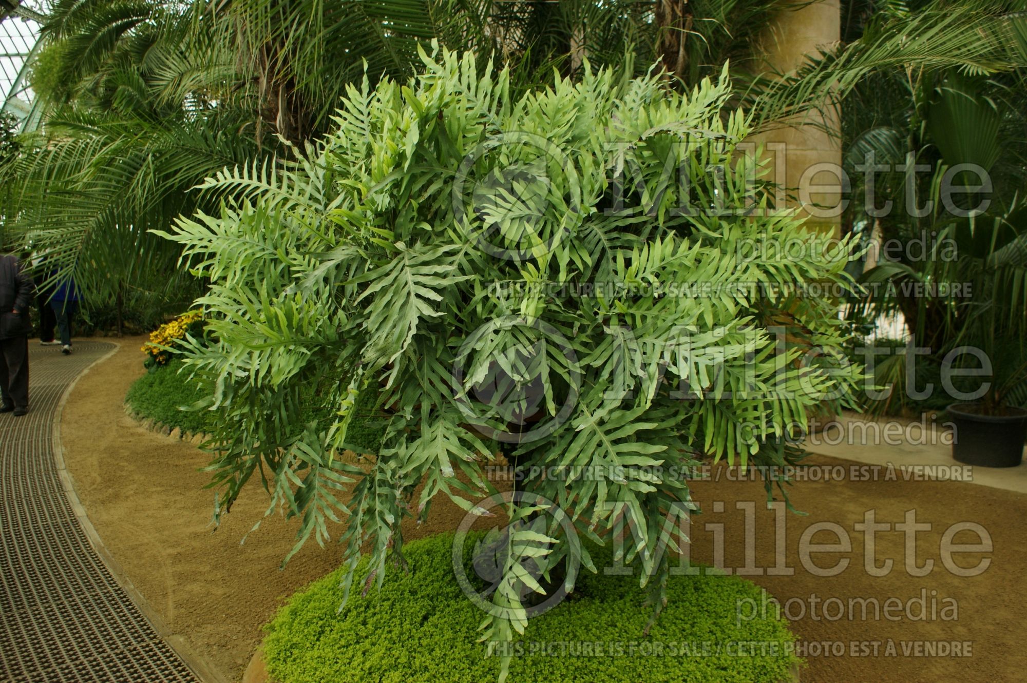 Phlebodium aka Polypodium aureum (Virginia Blue Fern, Blue Rabbit's Foot Fern) 4