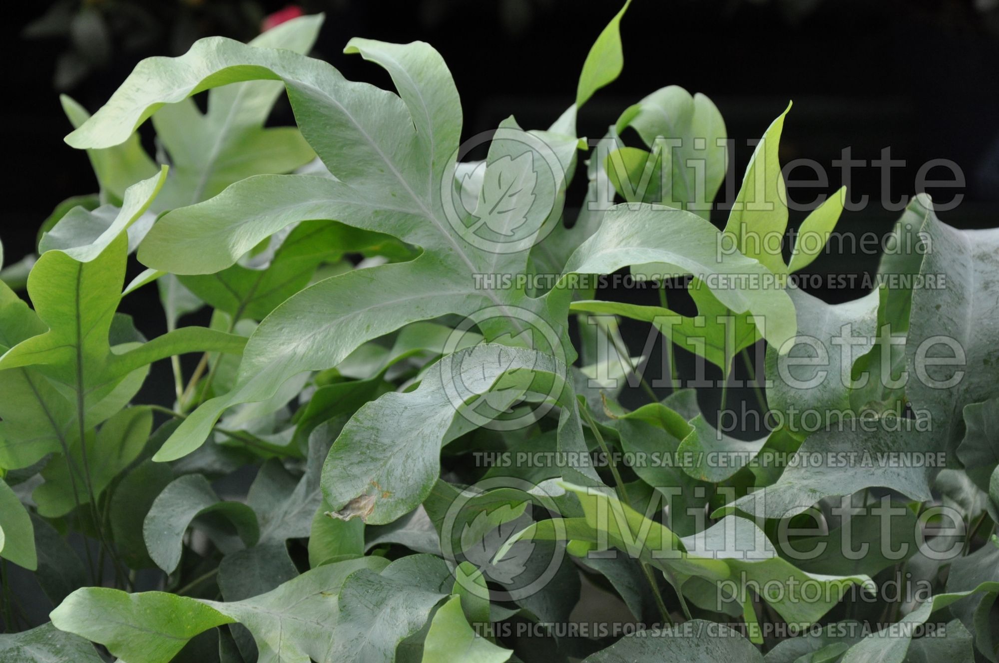 Phlebodium aka Polypodium aureum (Virginia Blue Fern, Blue Rabbit's Foot Fern) 3