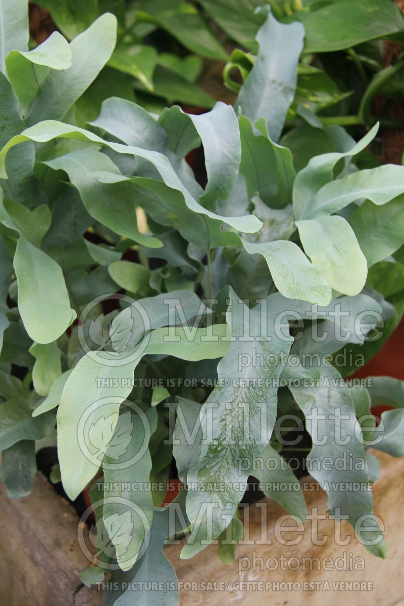 Phlebodium aka Polypodium aureum (Virginia Blue Fern, Blue Rabbit's Foot Fern) 2