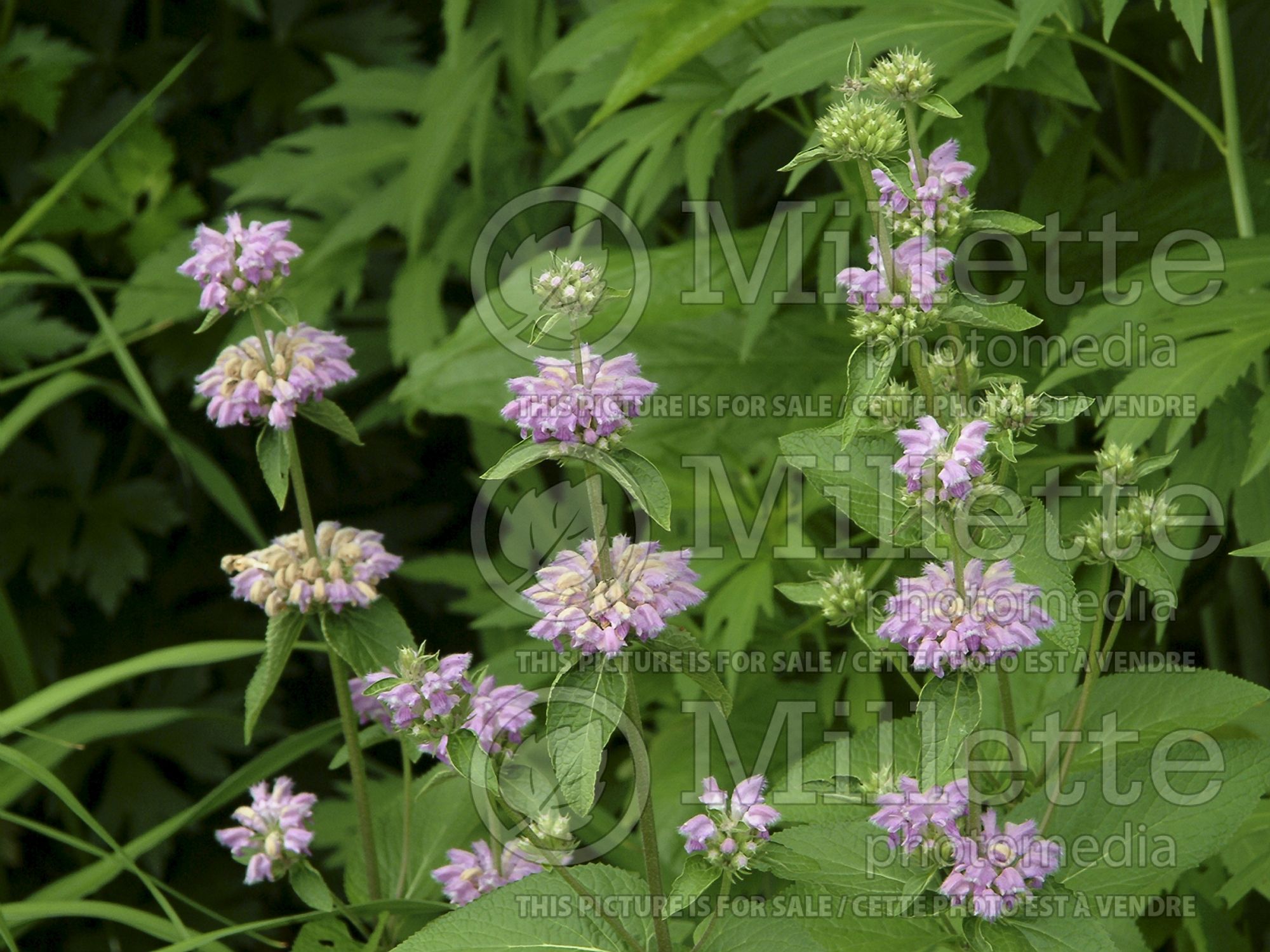 Phlomis cashmeriana (Kashmir Sage) 1