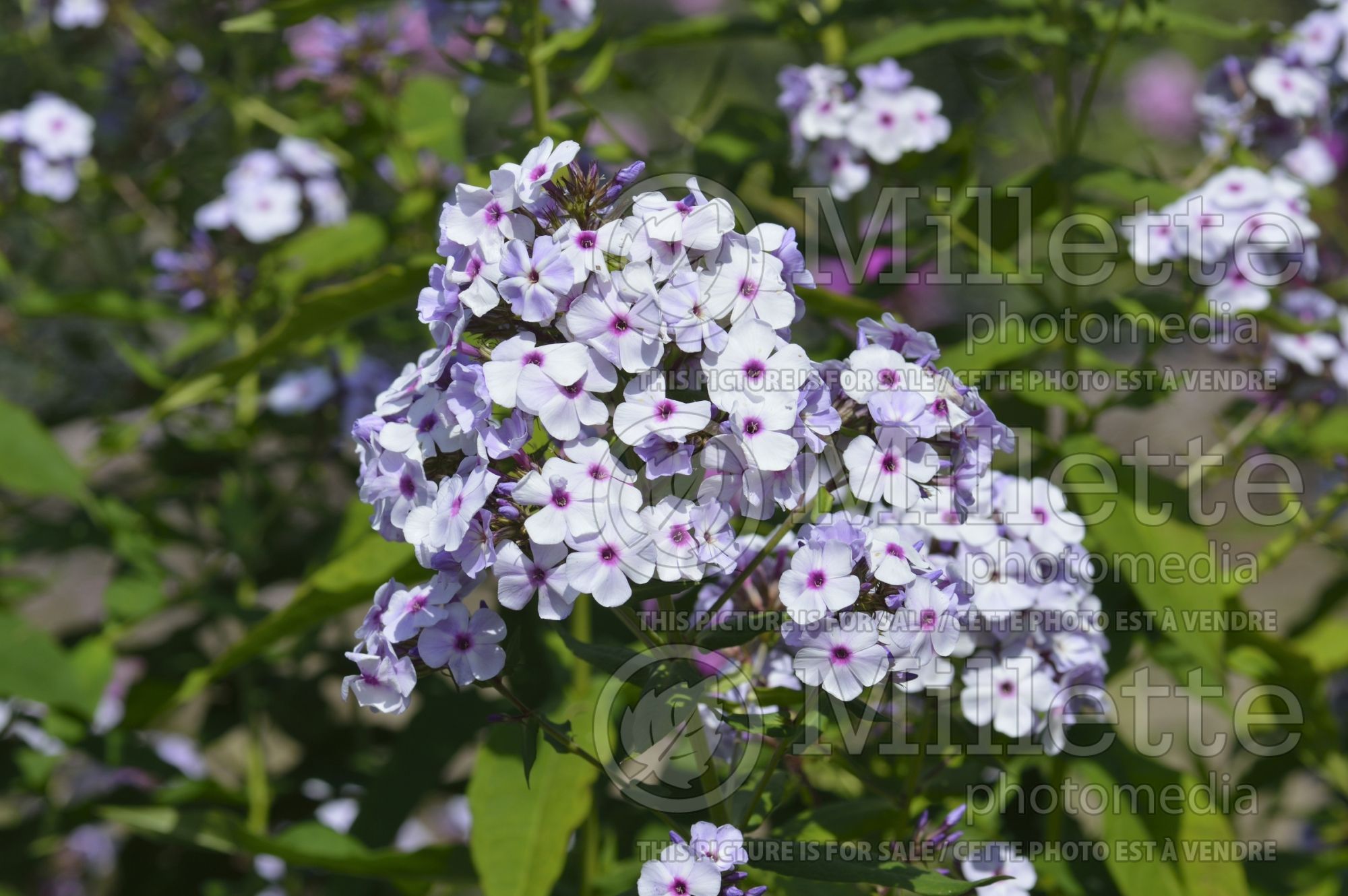Phlox Miss Jessica aka Jessica aka Miss Wilma (Phlox) 1