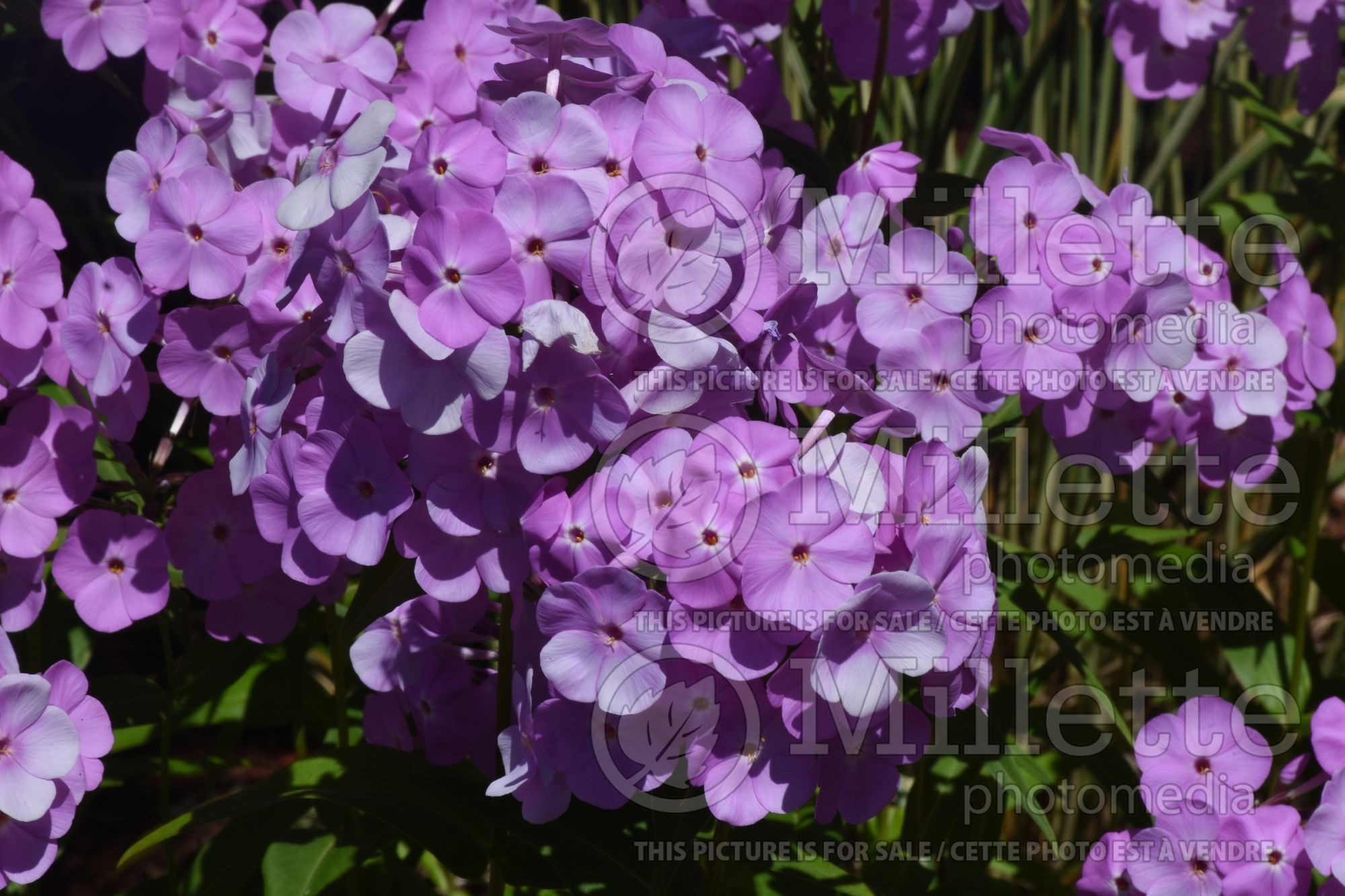Phlox Fashionably Early Princess (Phlox) 1