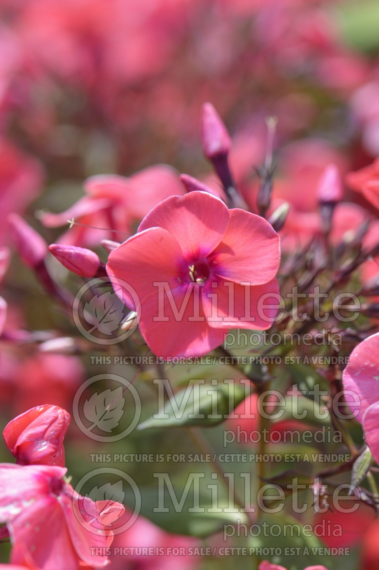 Phlox Brigadier (Phlox) 2