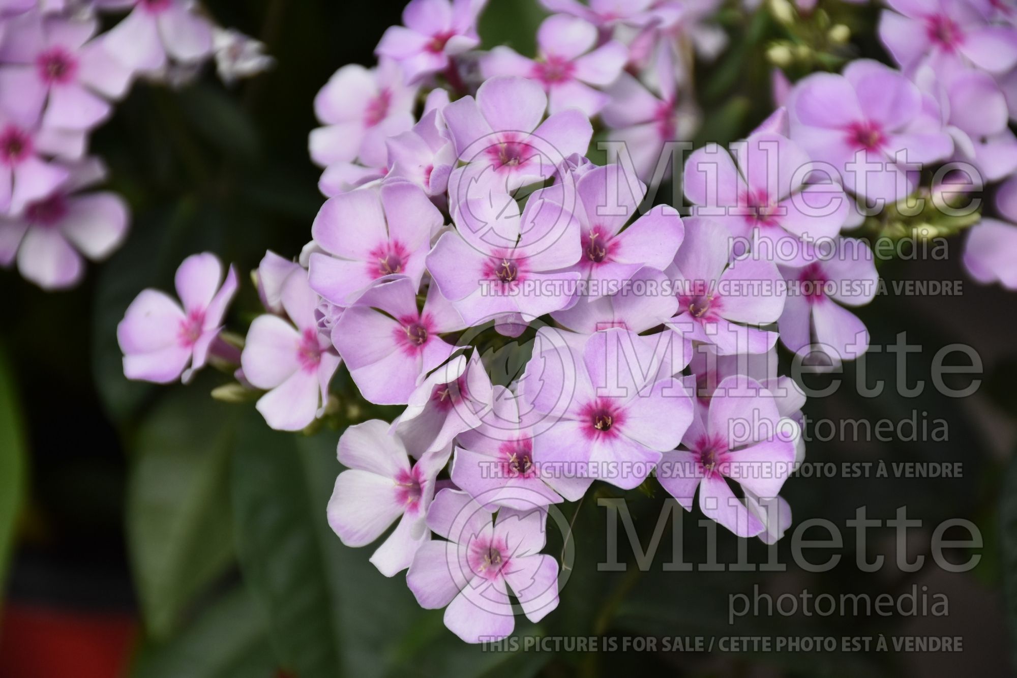Phlox Early Pink Blush (Phlox) 1