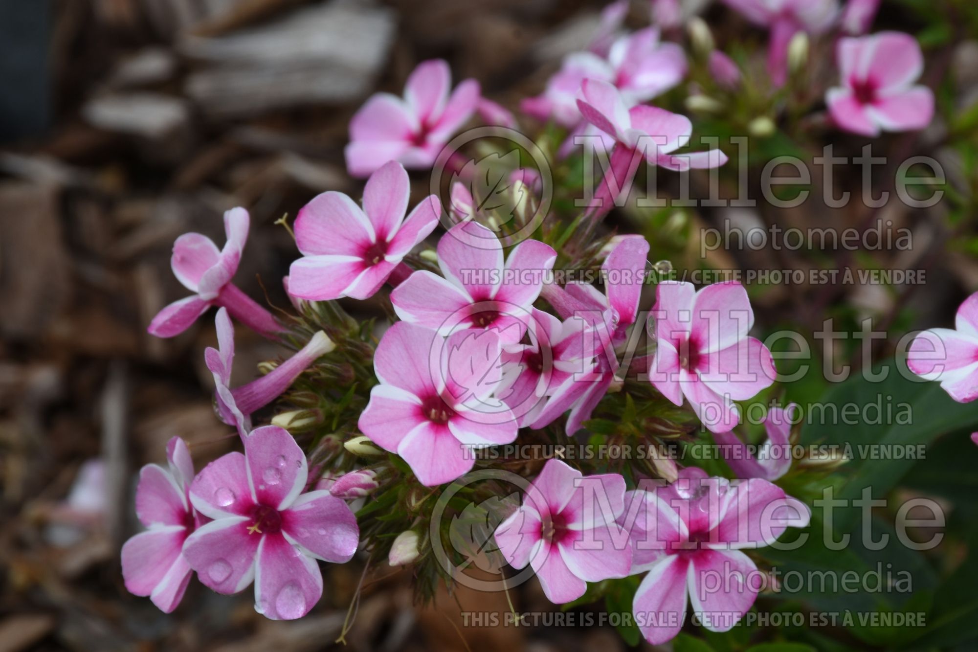 Phlox Early Pink Candy (Phlox) 1