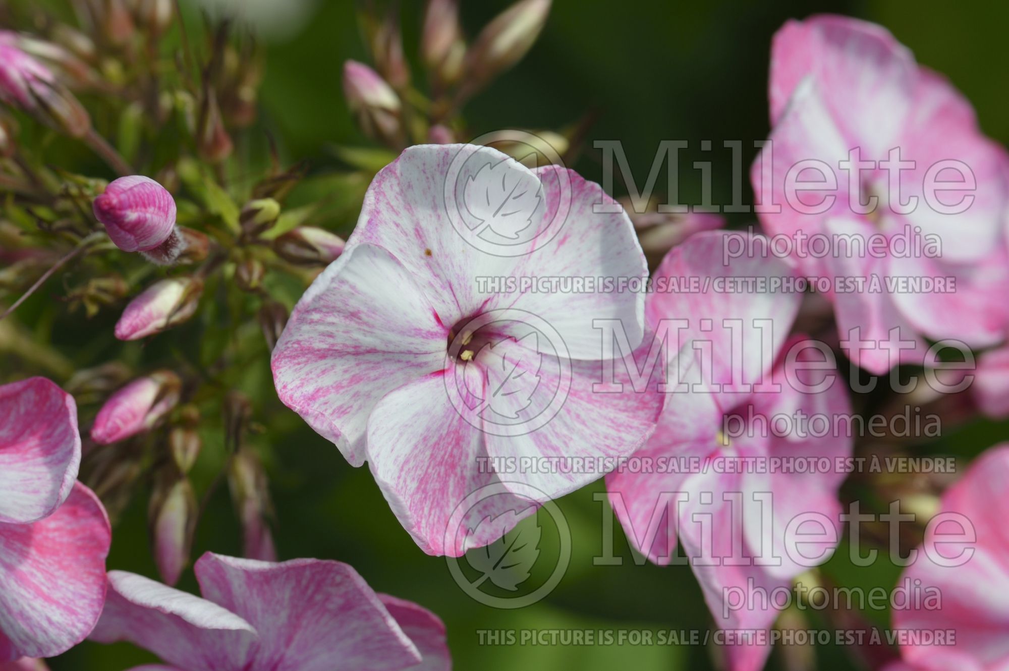 Phlox Eis und Heiss (Phlox) 1