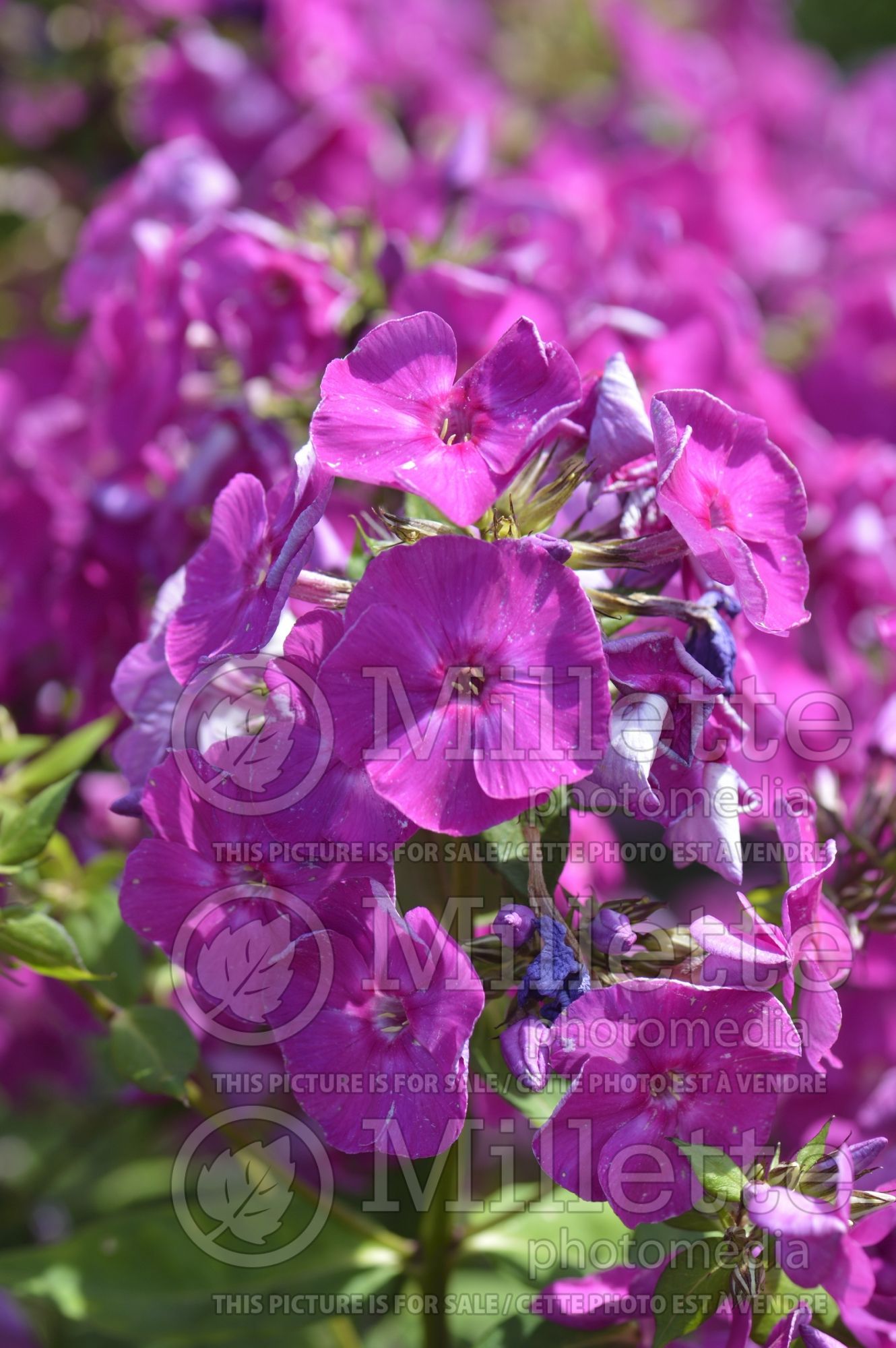 Phlox Electra aka Elektra (Phlox) 2