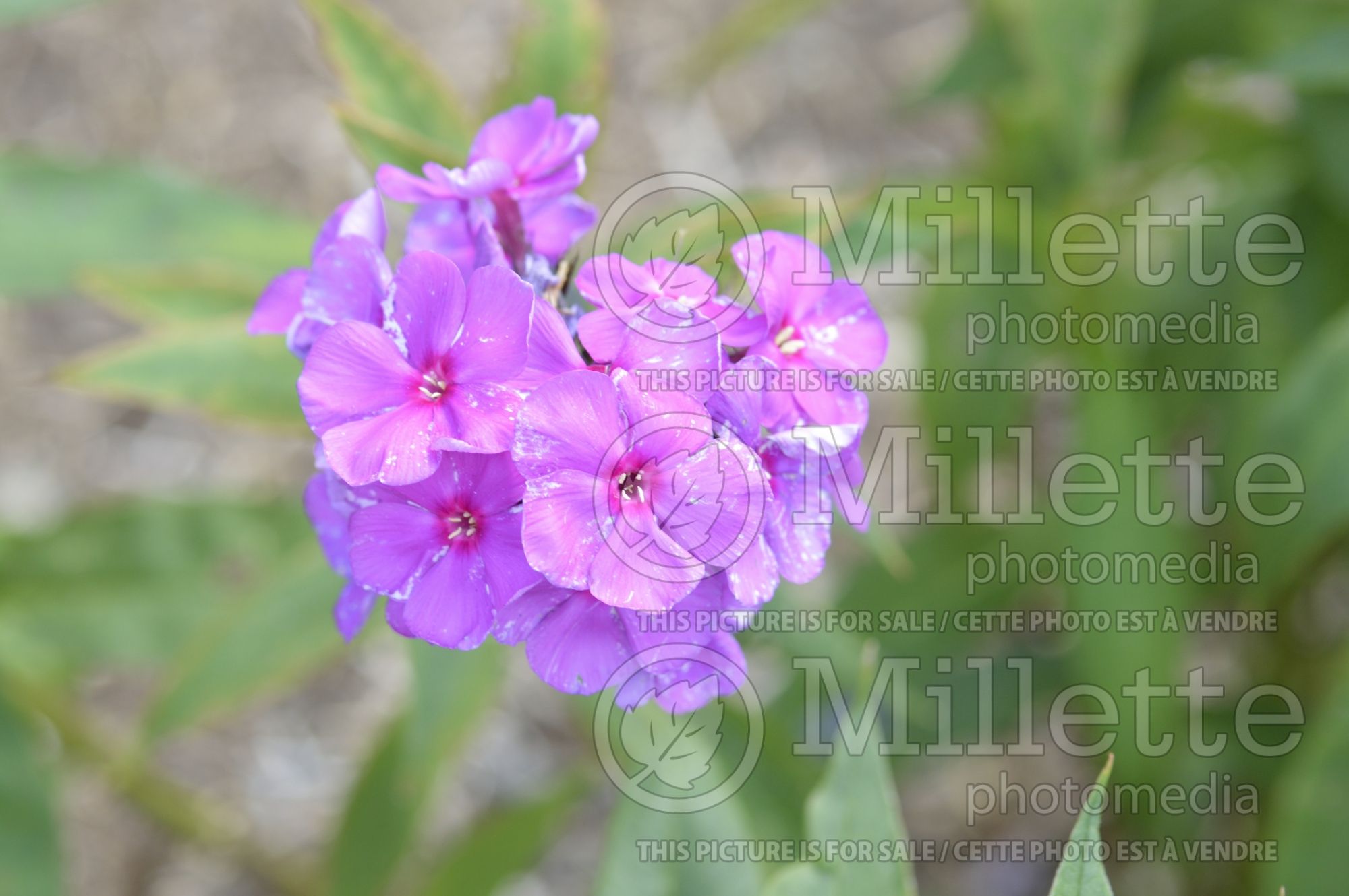 Phlox Excelsior (Phlox) 1