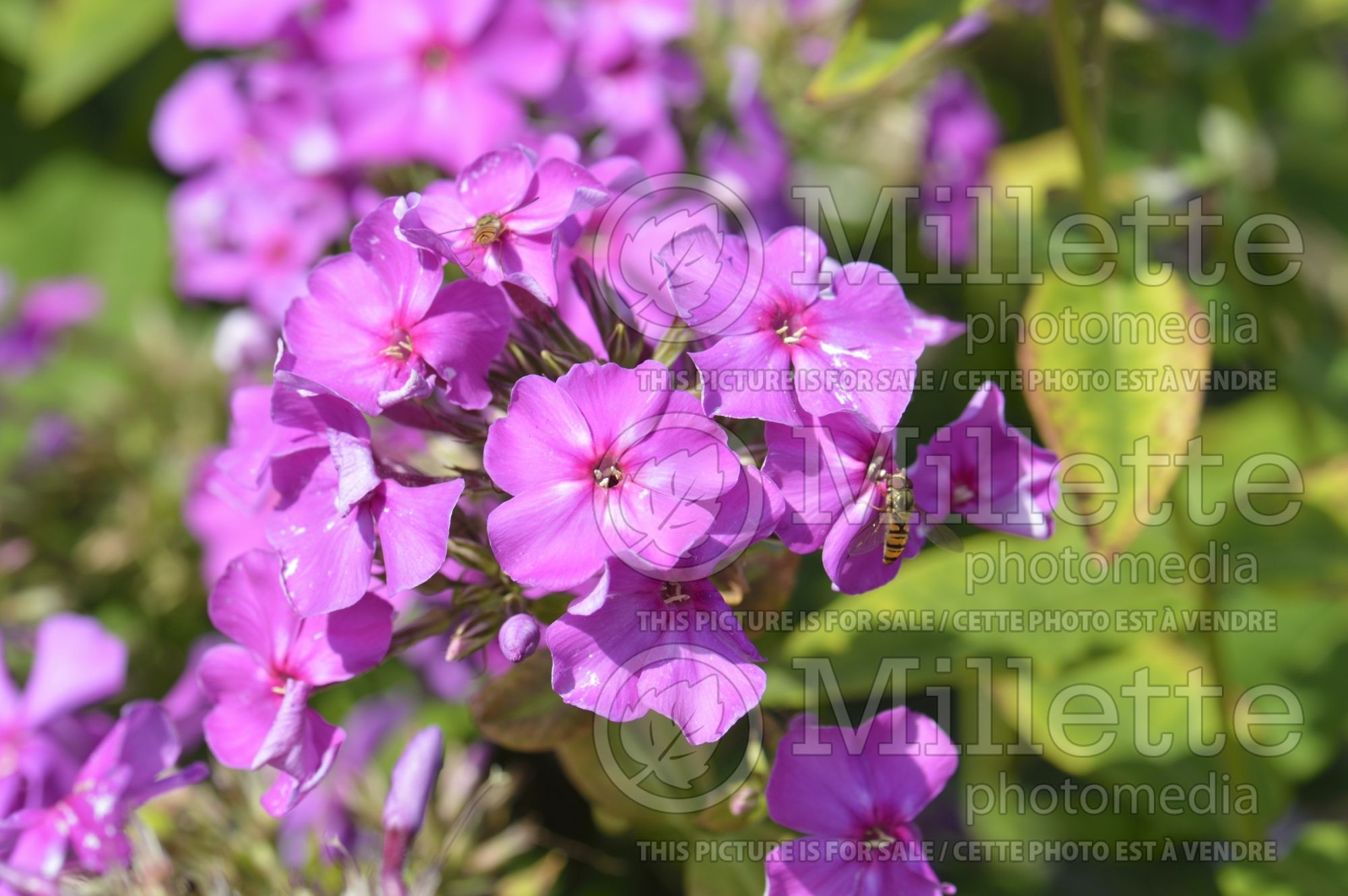 Phlox Hampton Court (Phlox) 1